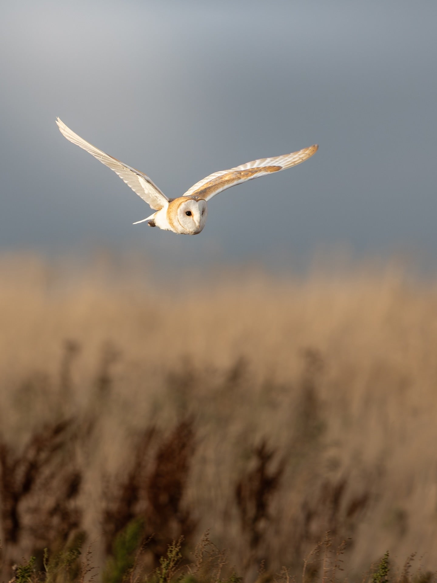 Barn Owl Flying