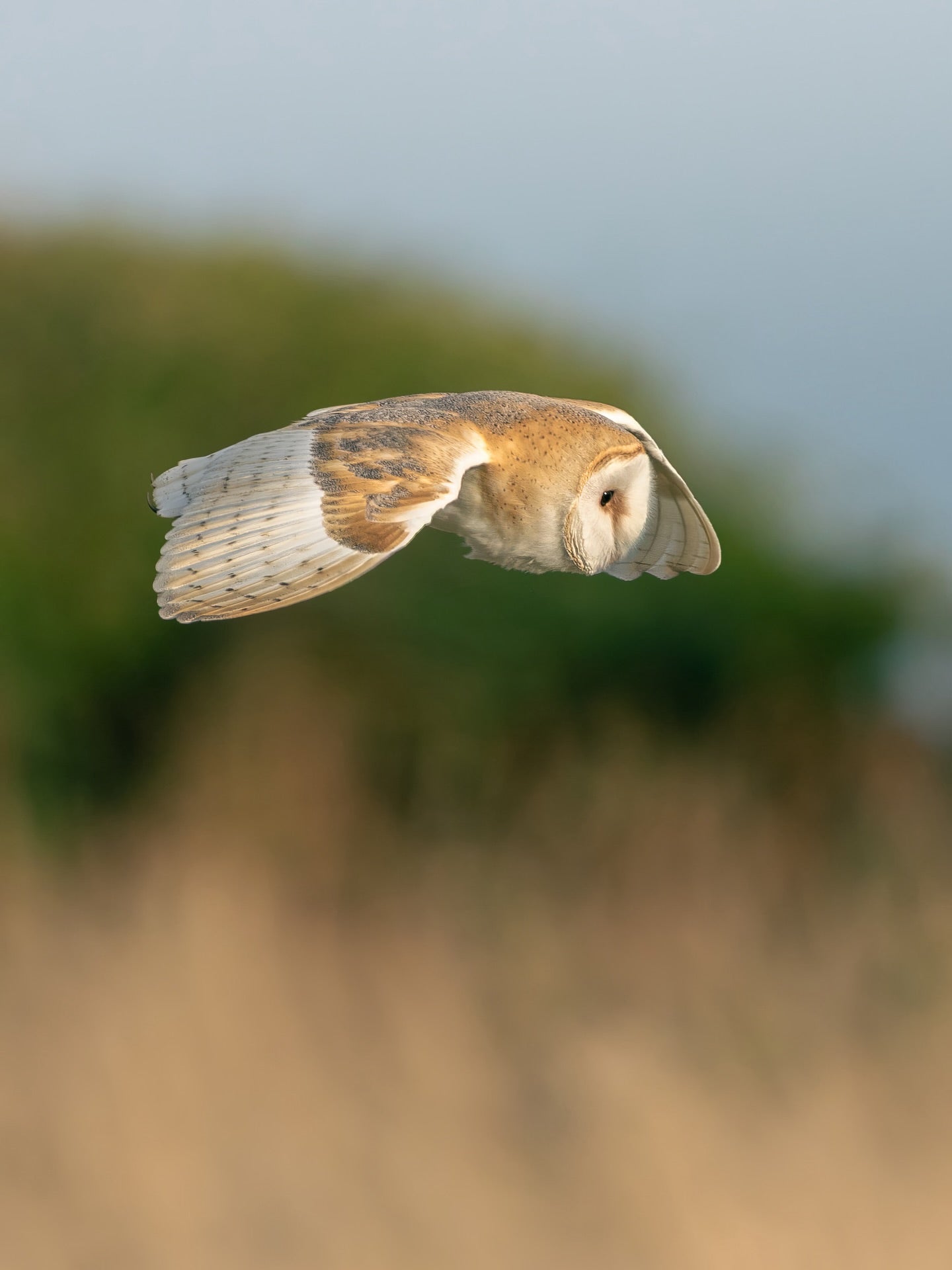 Barn Owl Glide