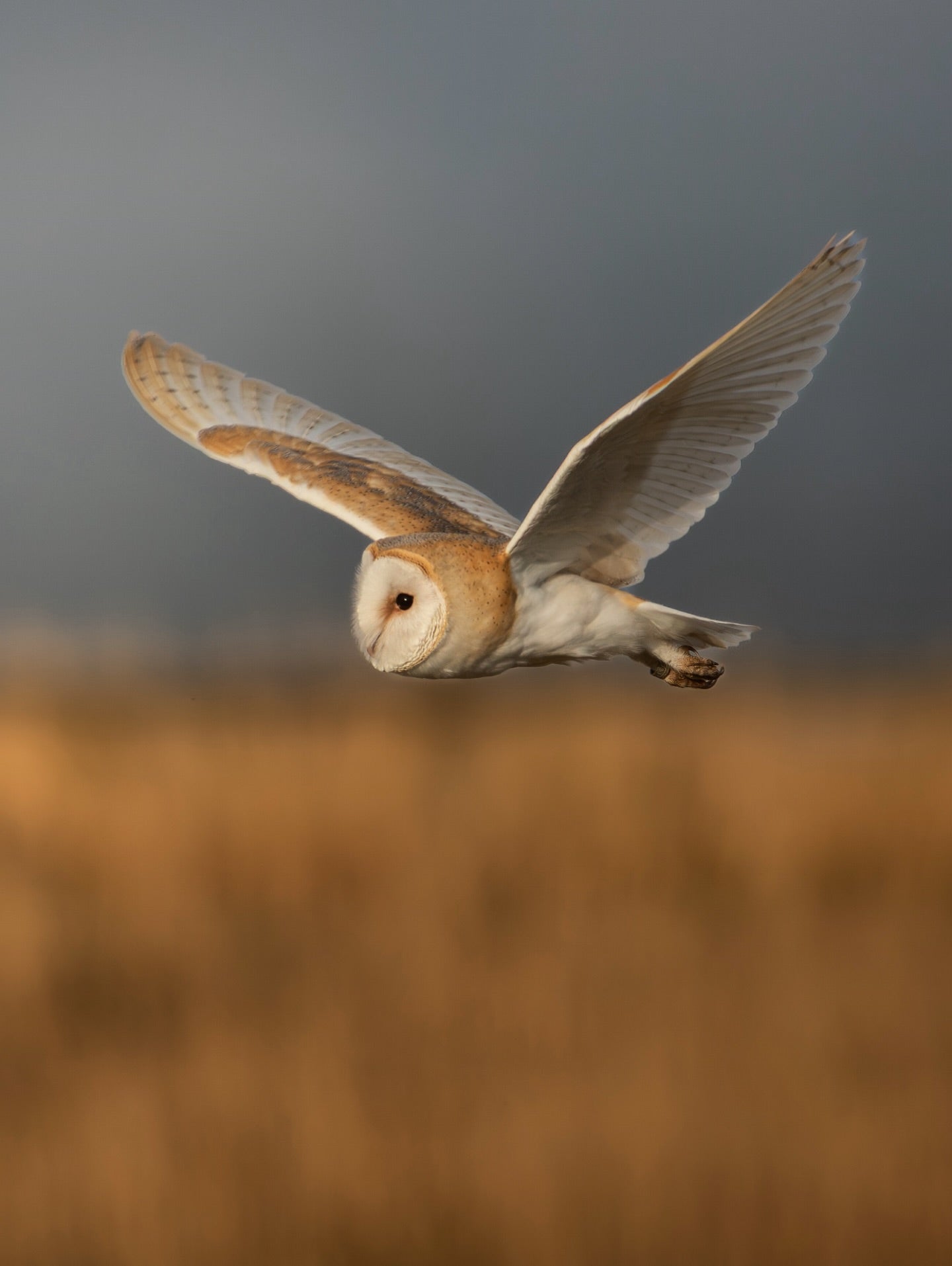 Barn Owl in Flight
