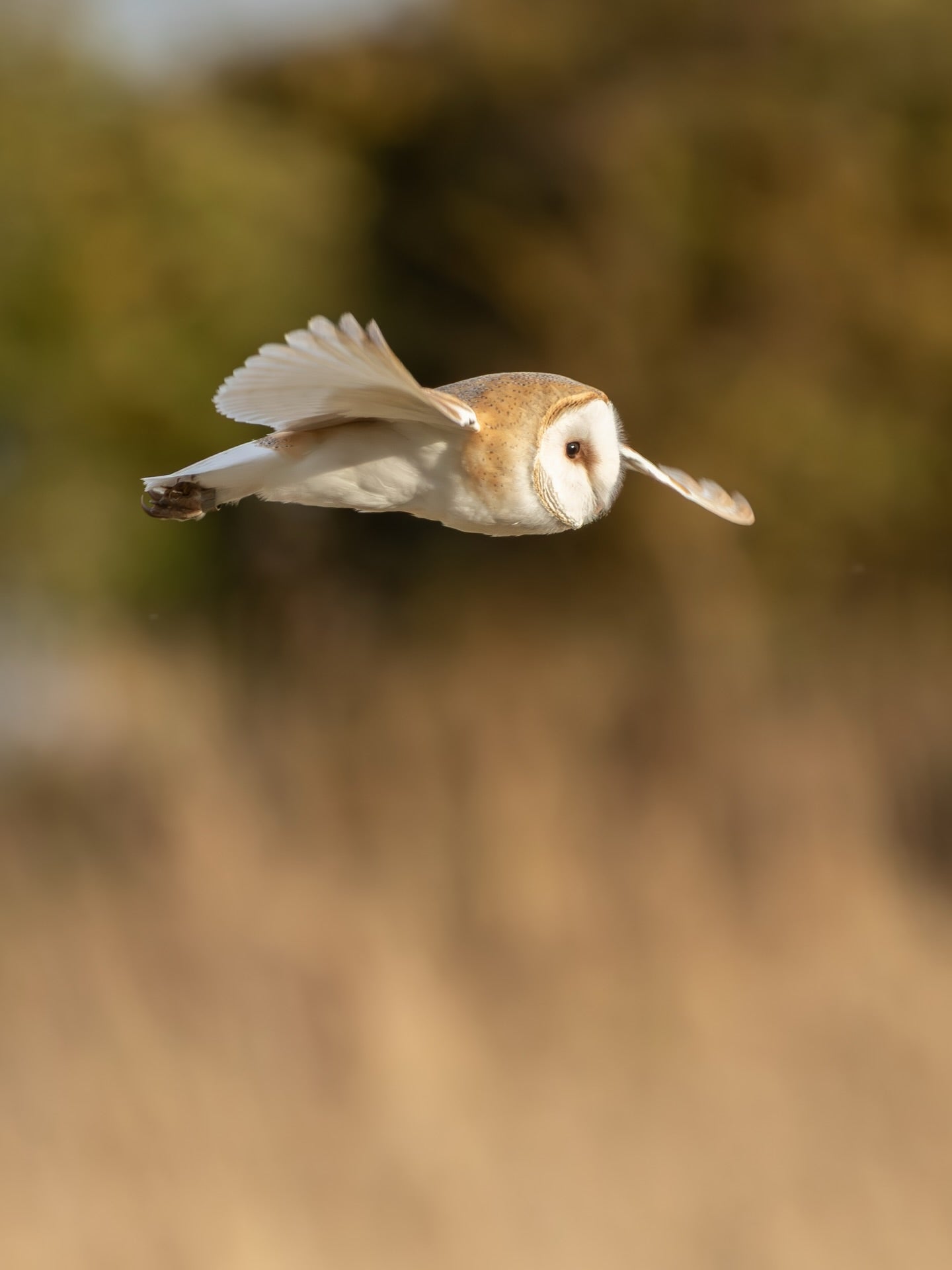 Barn Owl in Flight