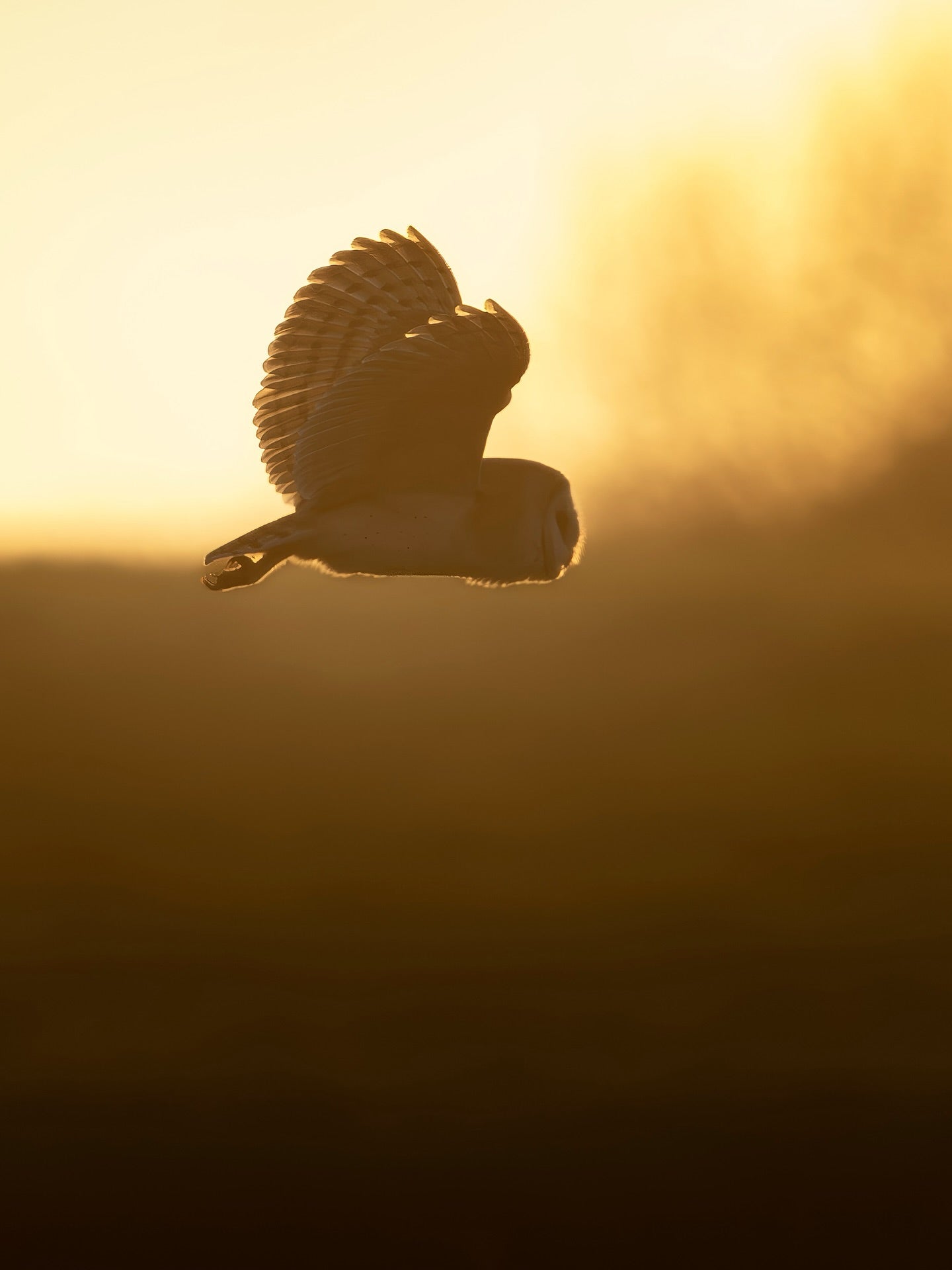 Barn Owl Silhouette