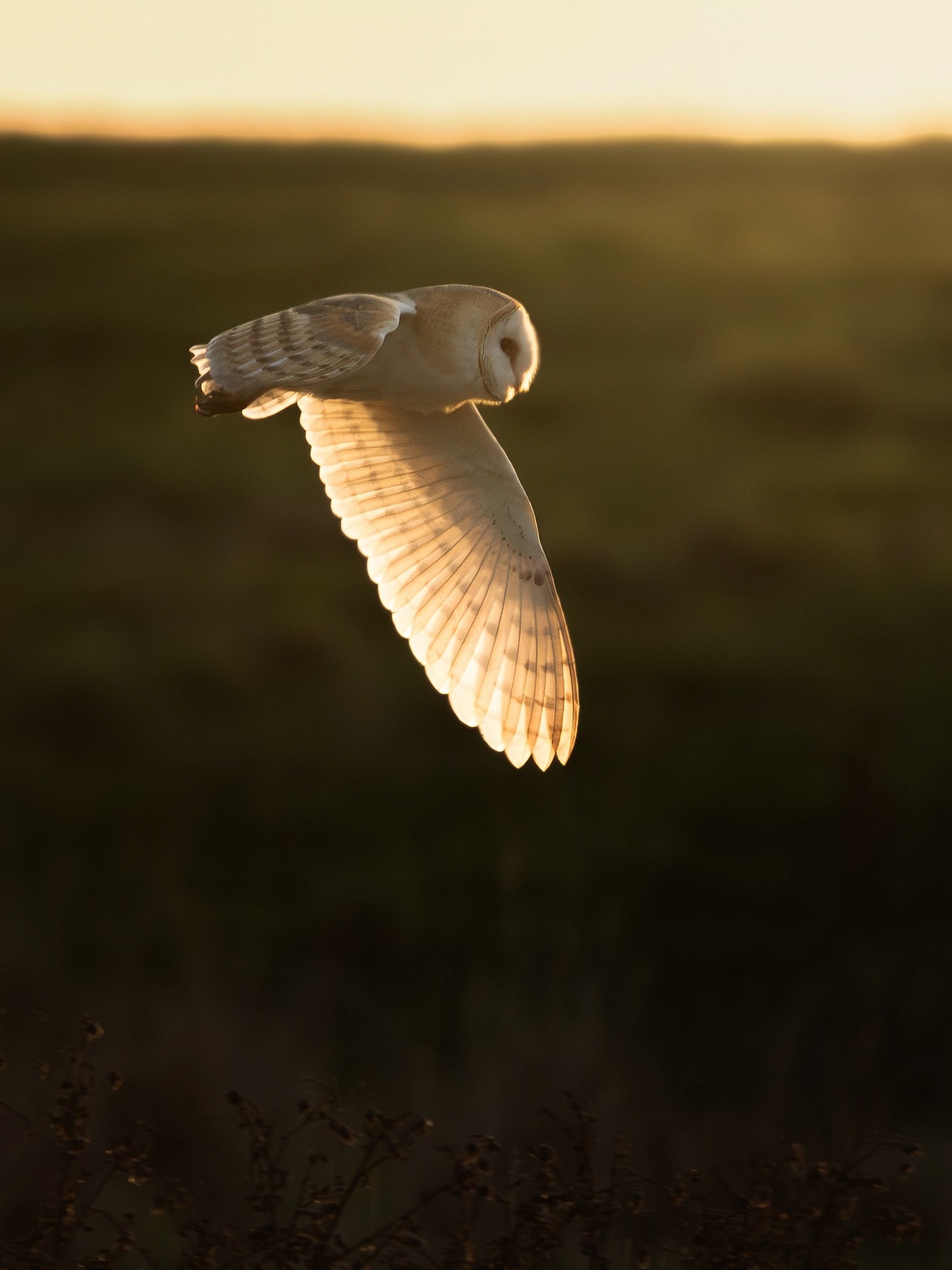 Barn Owl Sunset