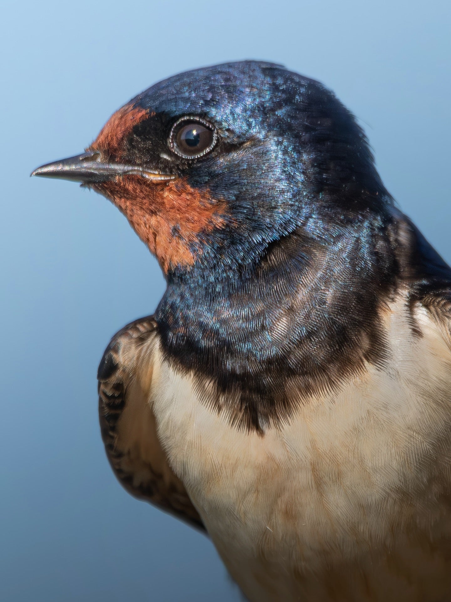 Barn Swallow Portrait