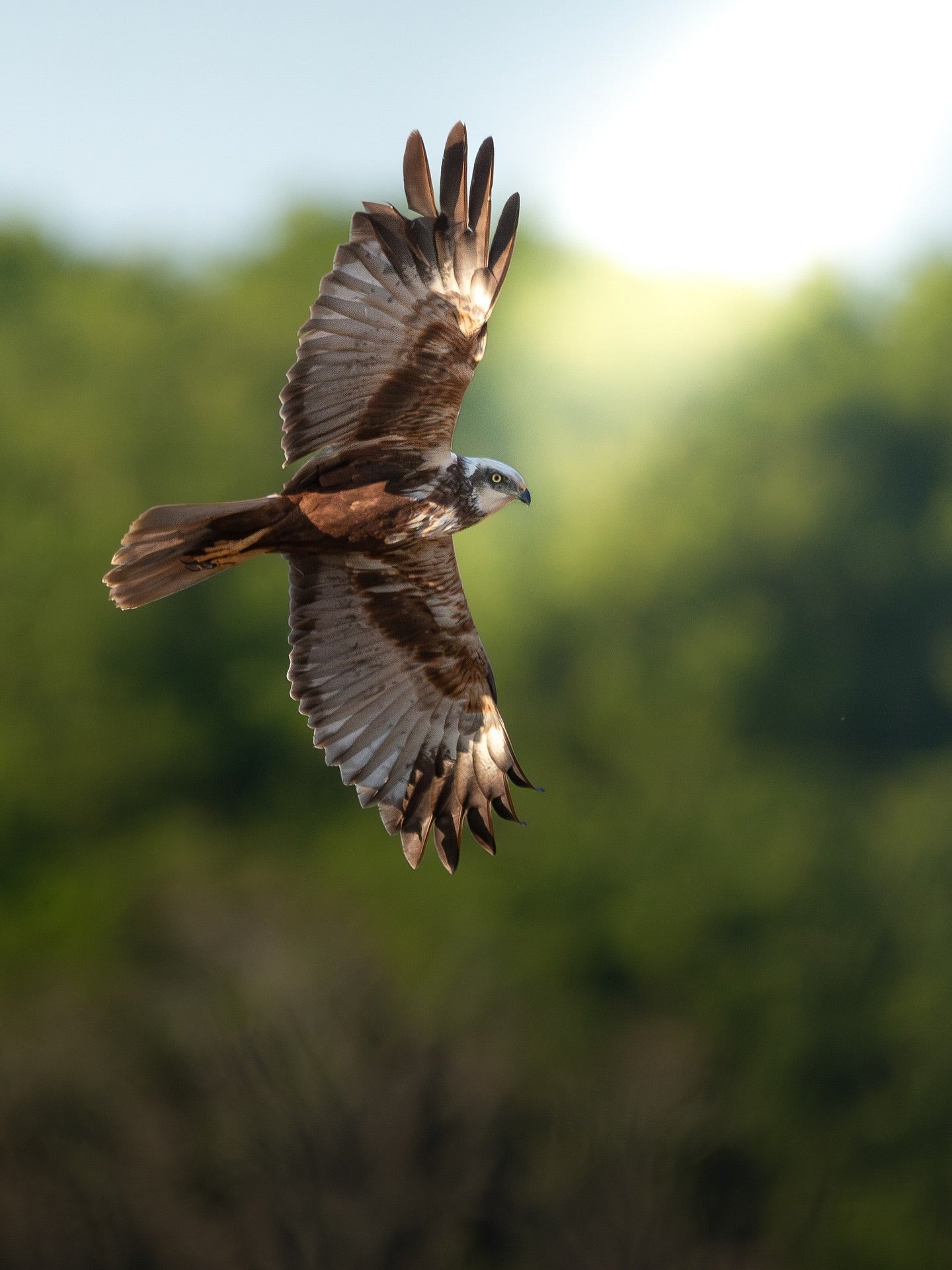 Beautiful Marsh Harrier in Flight