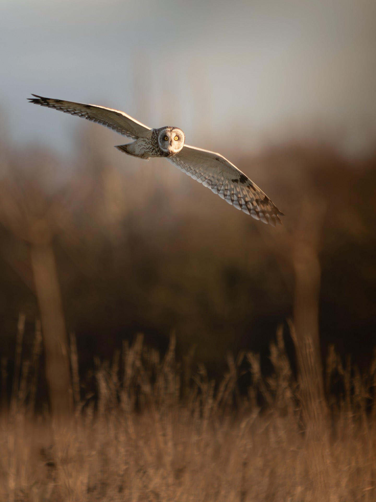 Beautiful Short-Eared Owl in Flight