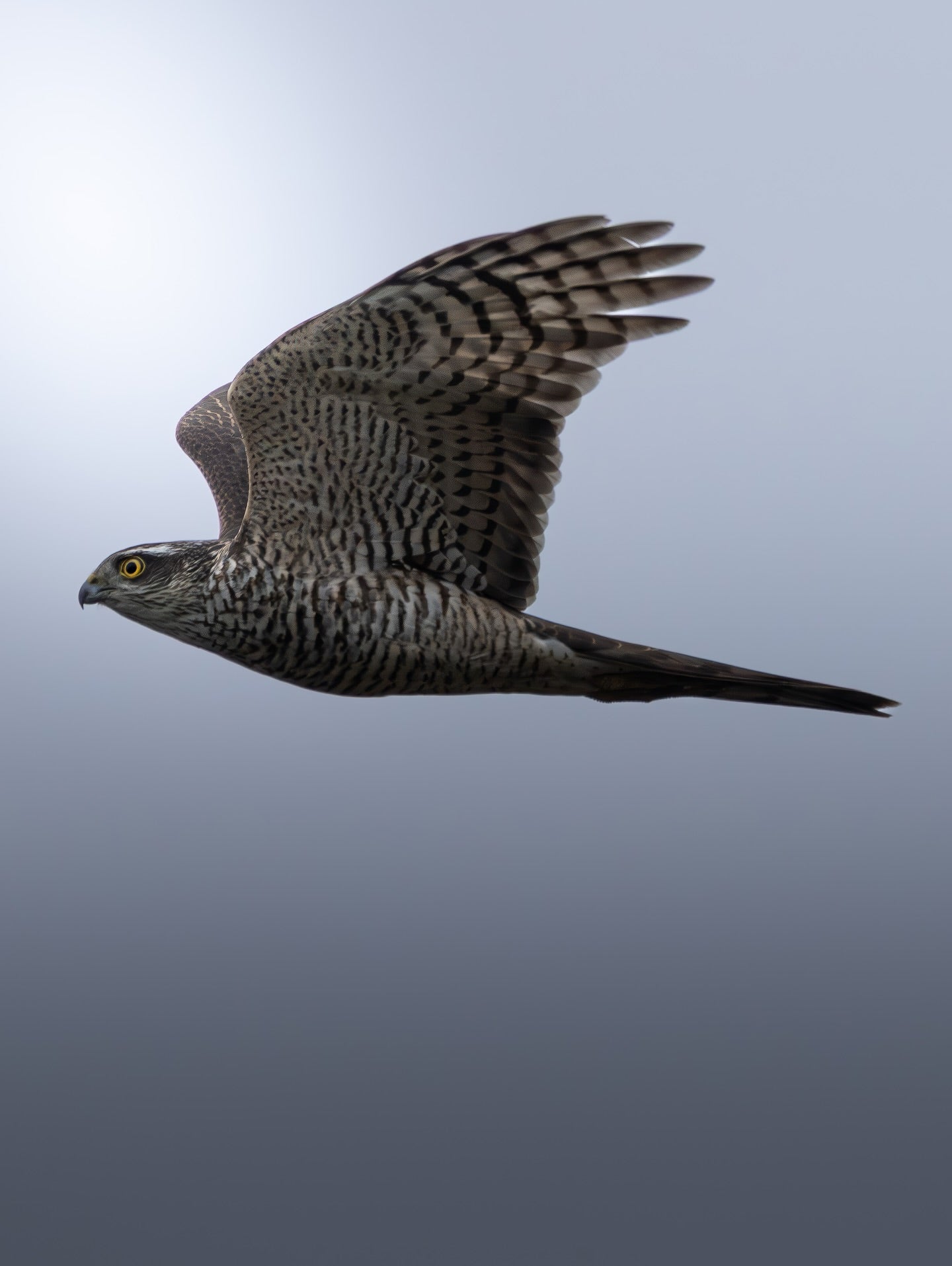 Bird of Prey