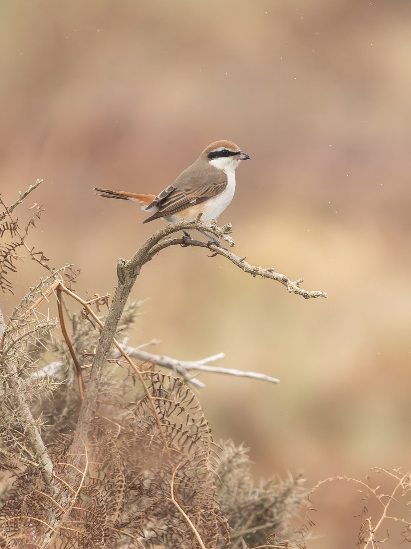 Brown Shrike