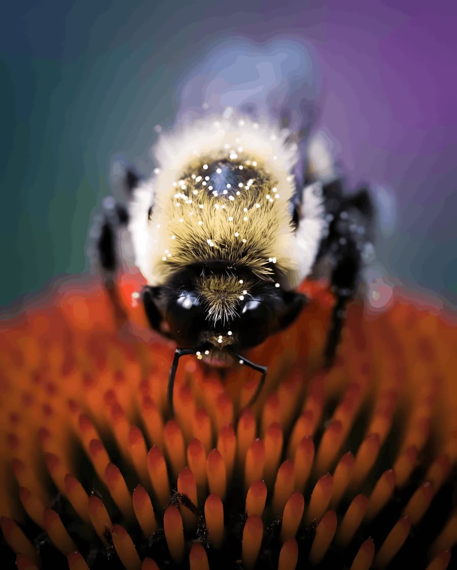 Bumblebee on a Coneflower