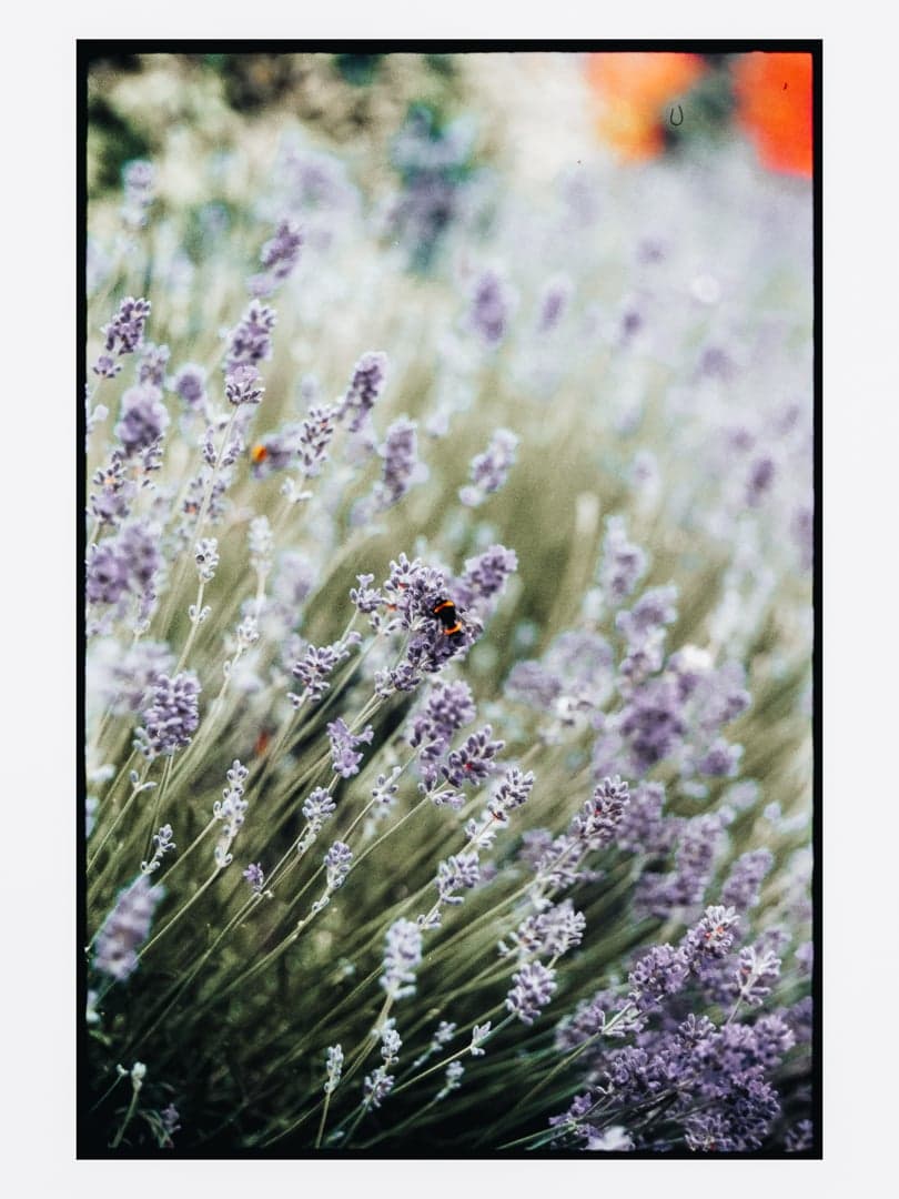 Bumblebee on Lavender