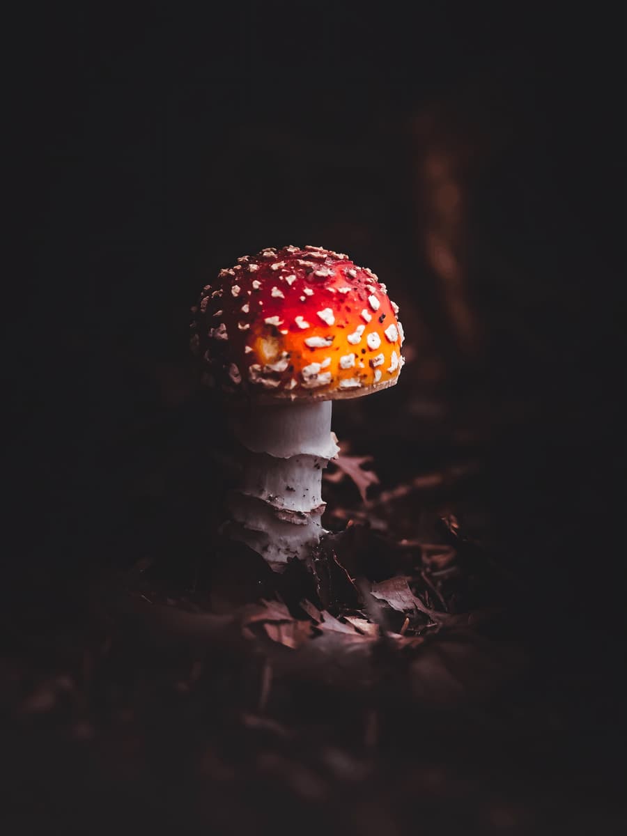 Fly Agaric in the Dark