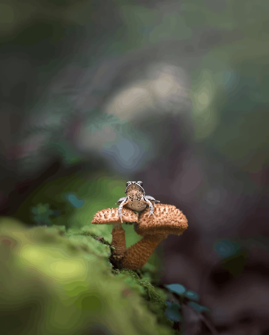 Toad on a Mushroom