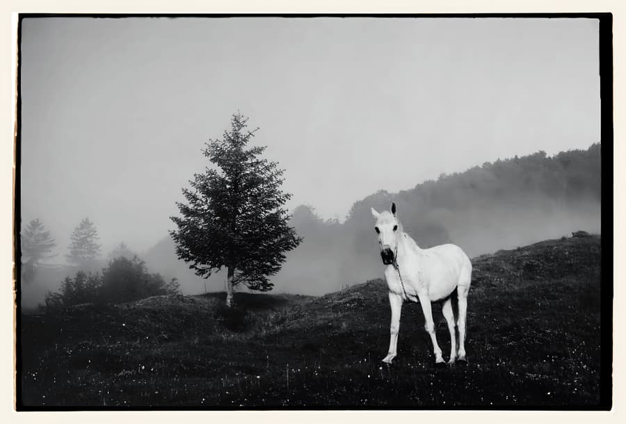 White Horse in the Mist