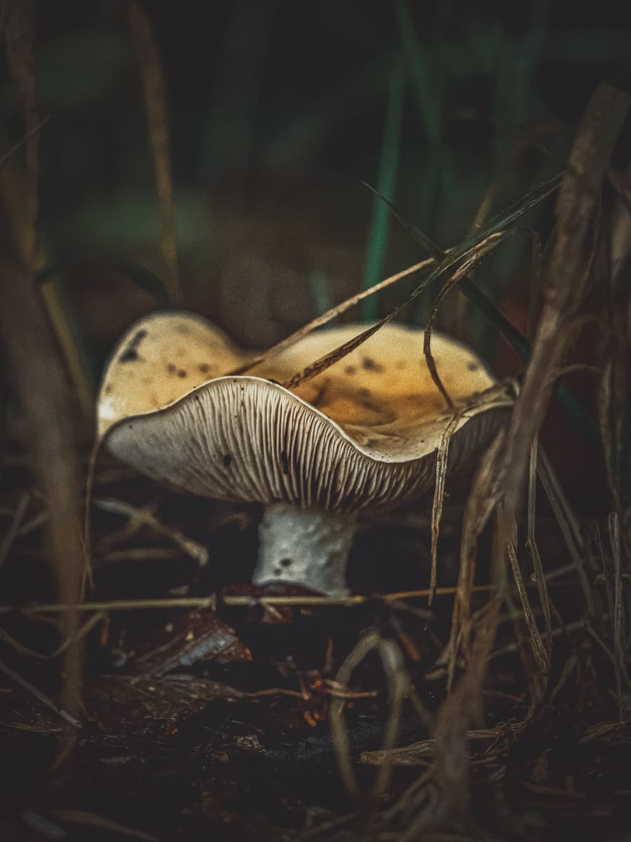 Woodland Mushroom in the Grass