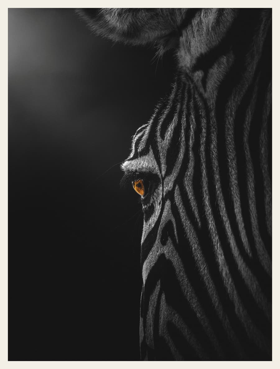 Zebra Portrait, Black and White