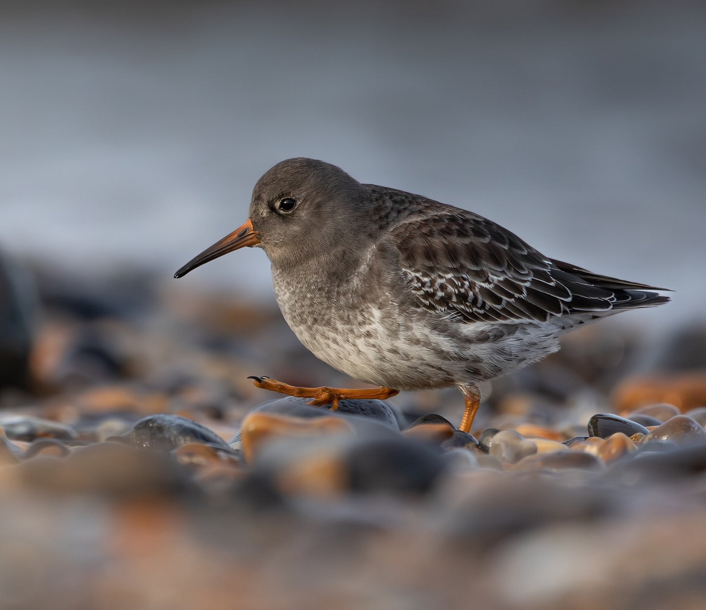 Coastal Shorebird