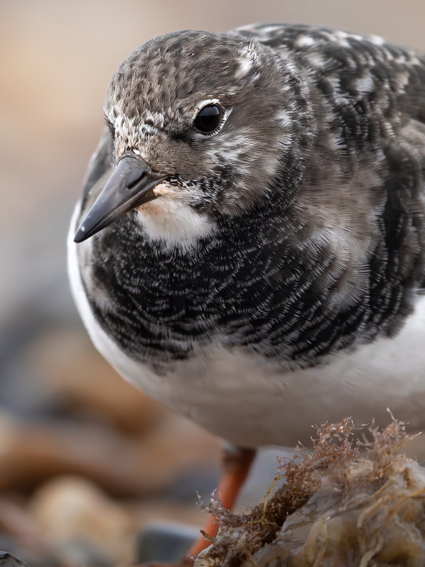 Coastal Shorebird