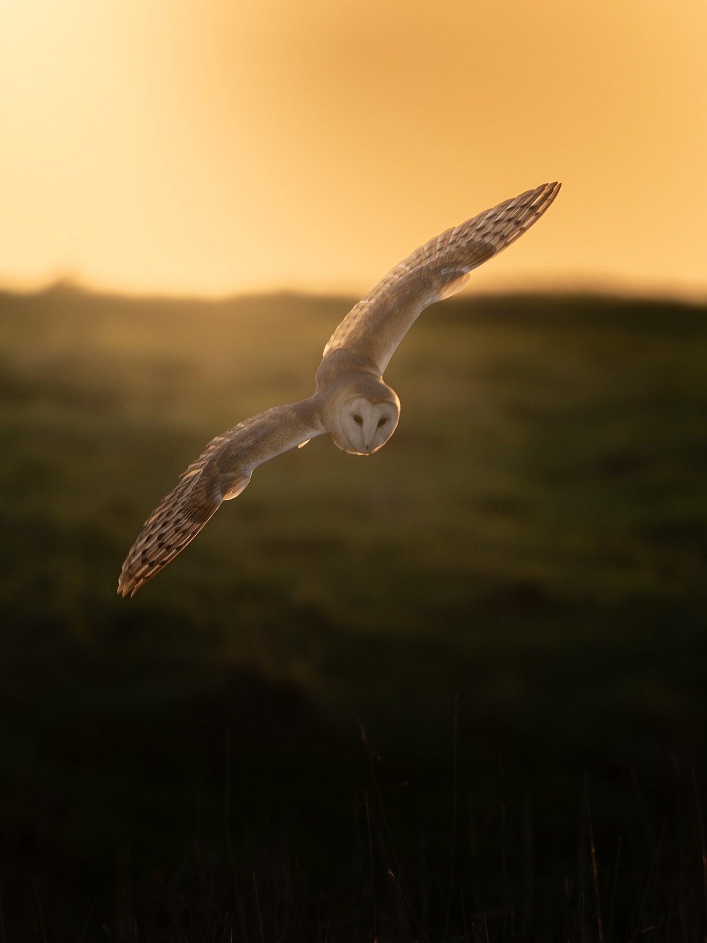 Cute Barn Owl Bird