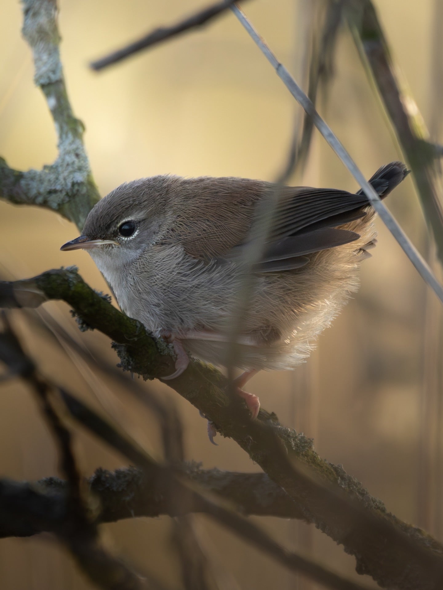 Cute Common Chiffchaff Bird
