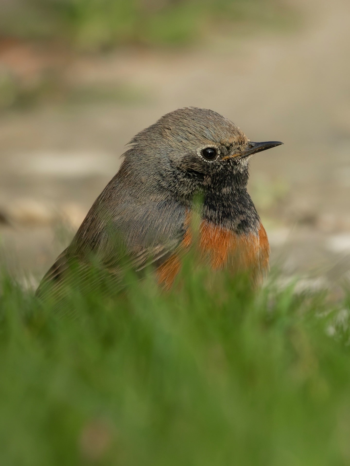 Cute Common Redstart Bird