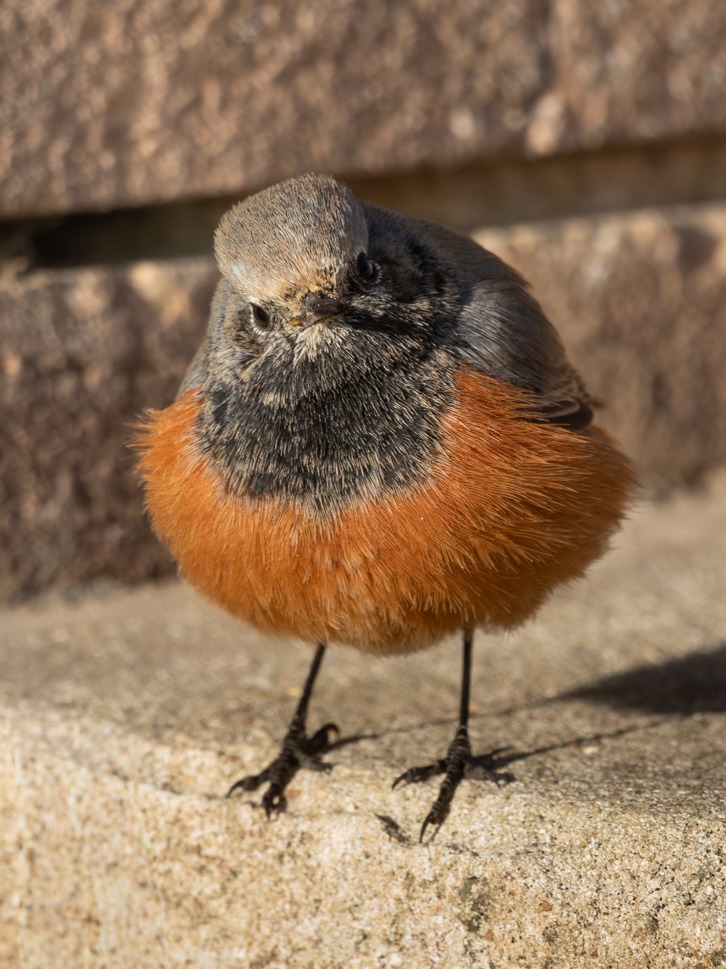 Cute Common Redstart Bird