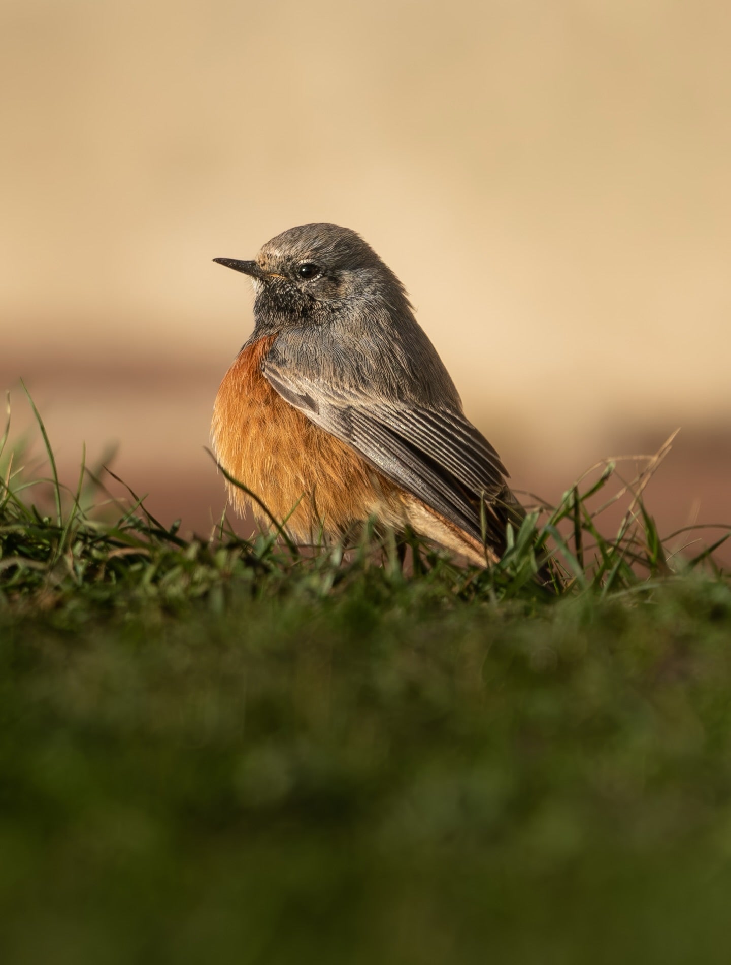 Cute Common Redstart Bird