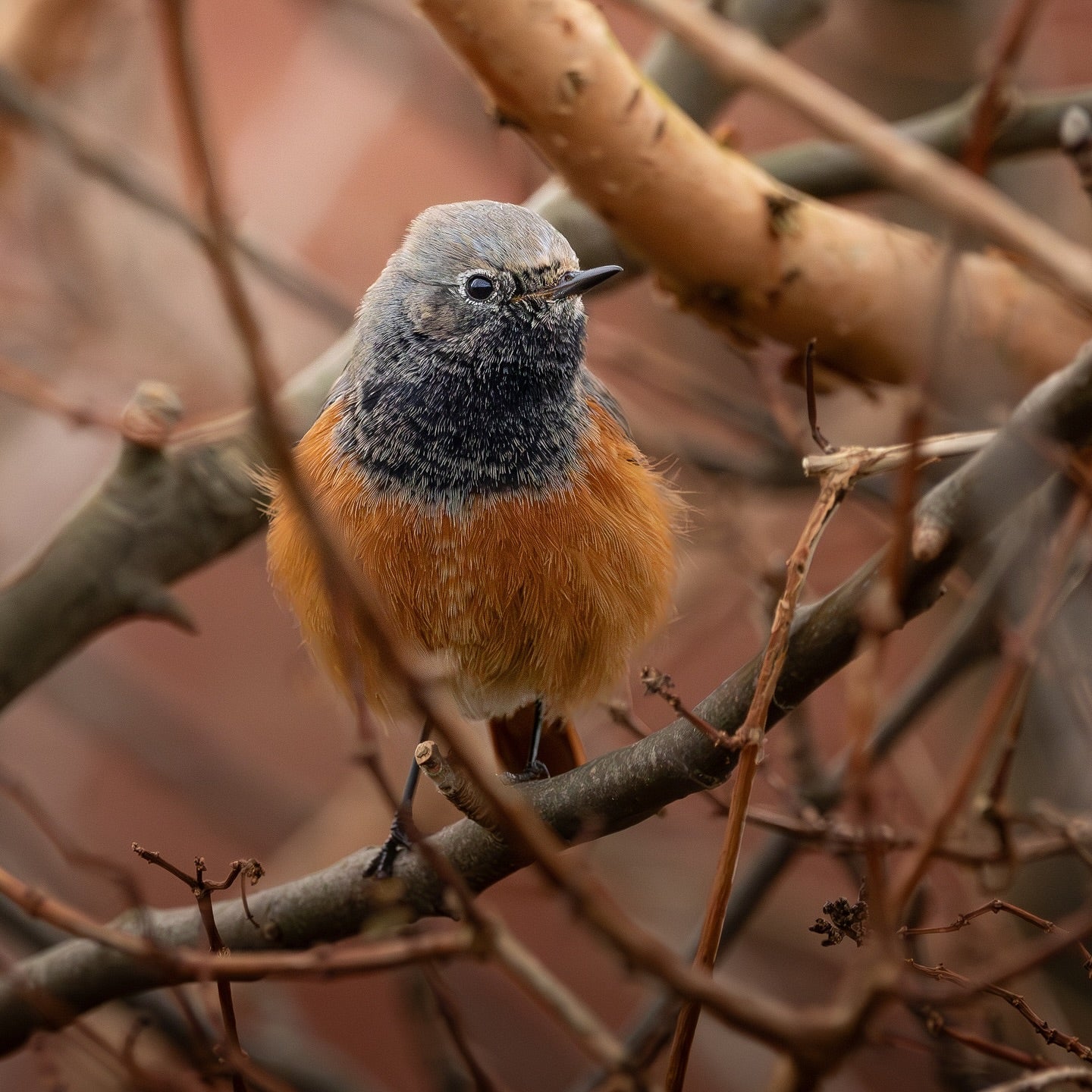 Cute Common Redstart Bird
