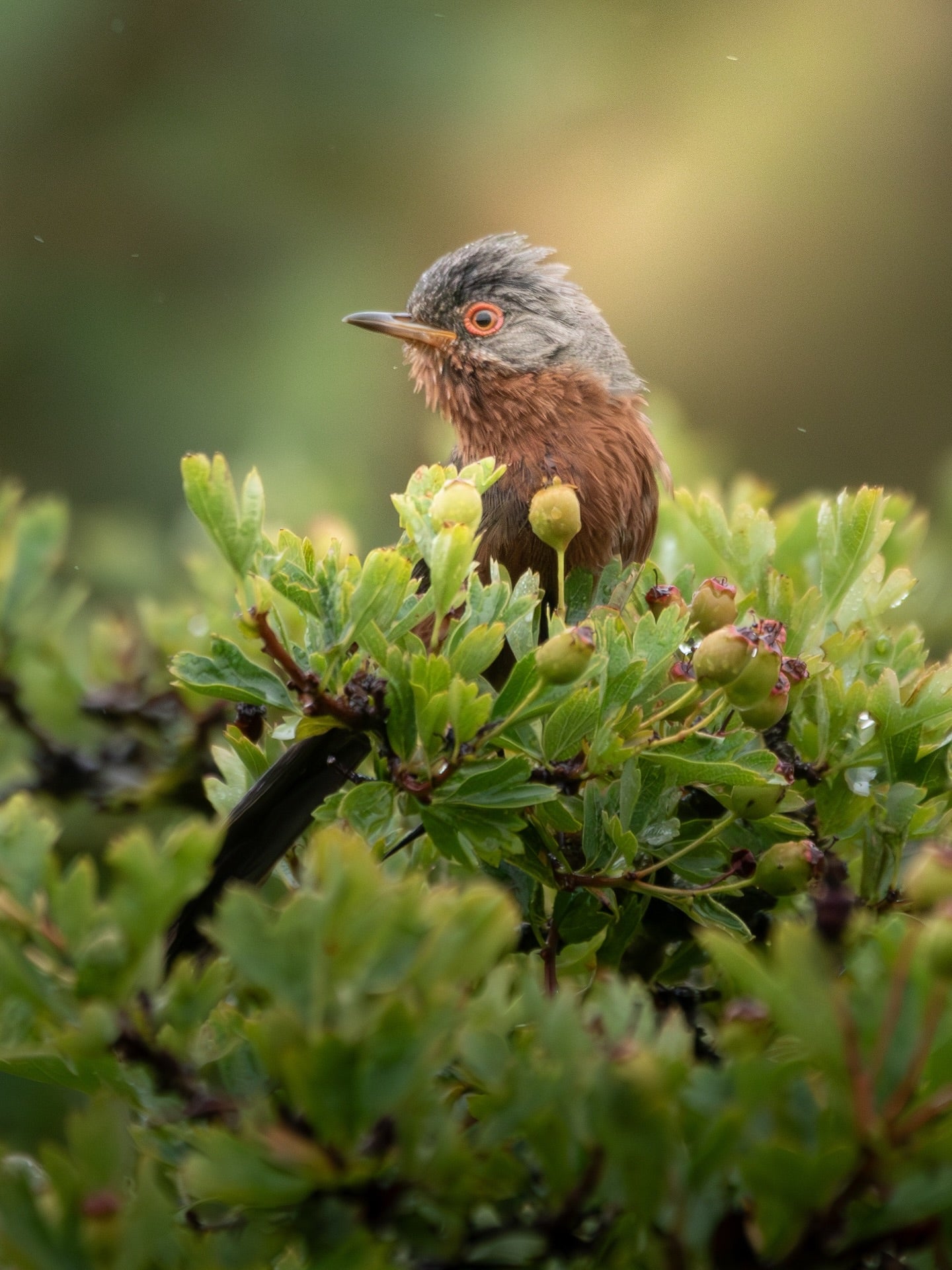 Cute Dartford Warbler Bird