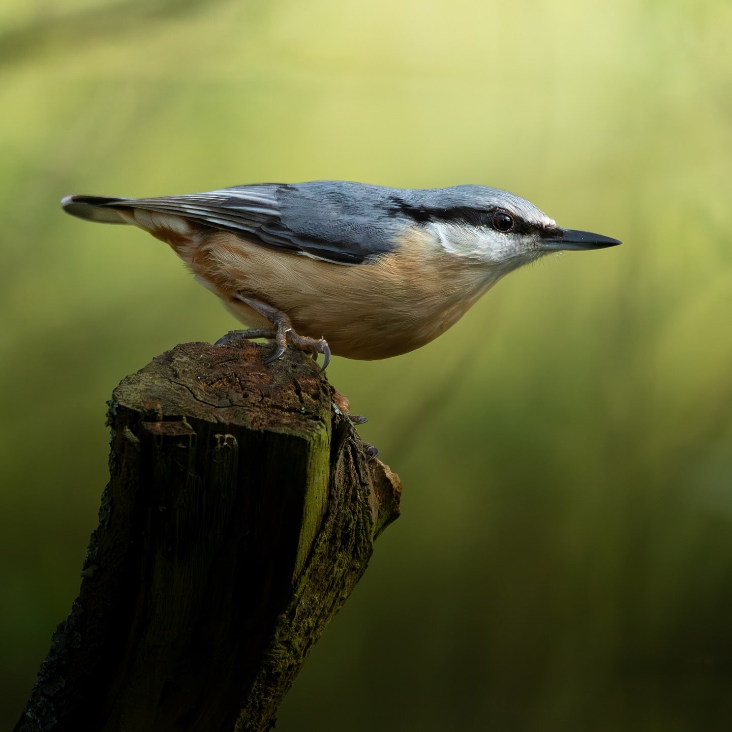 Cute Eurasian Nuthatch Bird