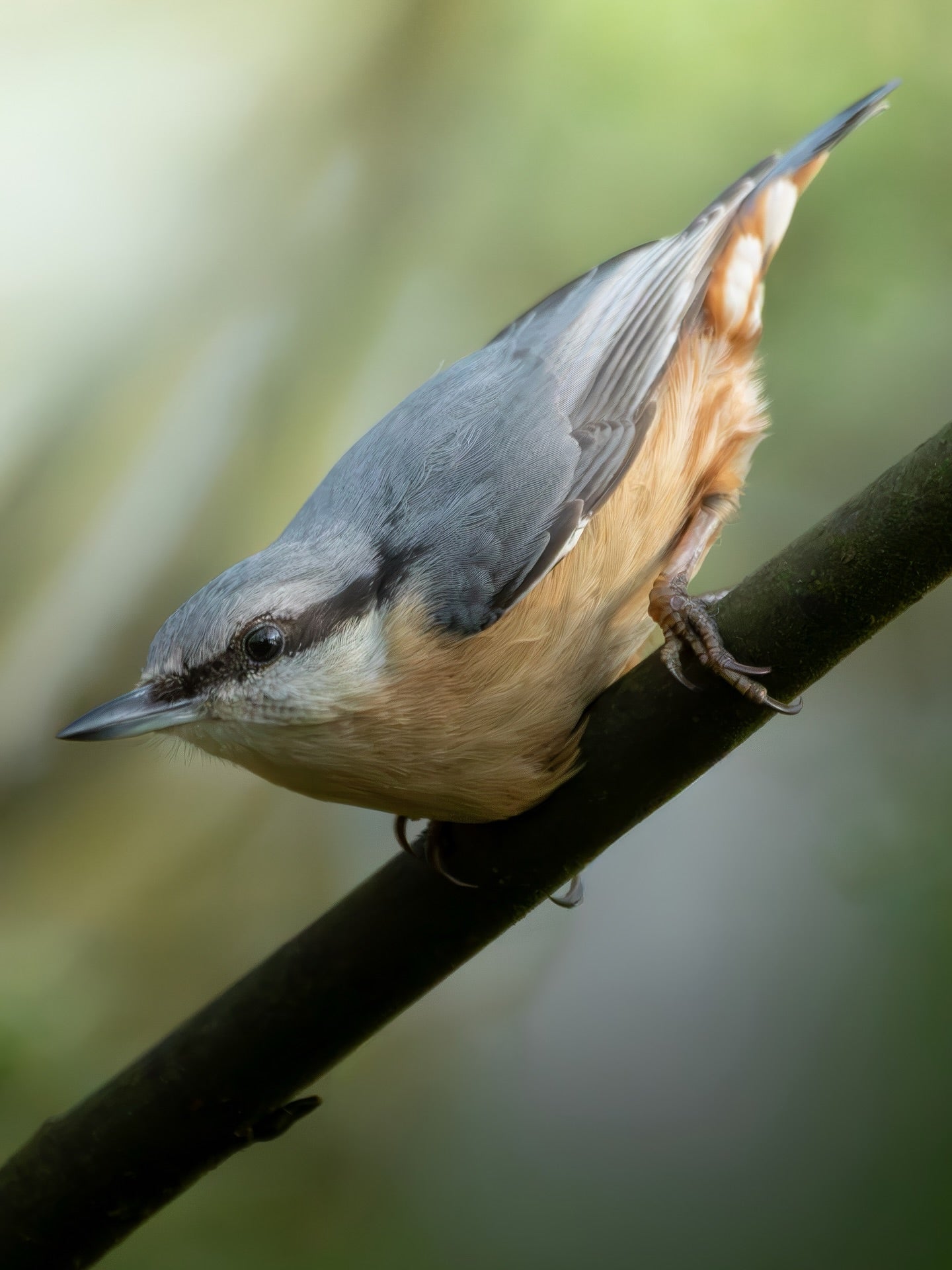 Cute Eurasian Nuthatch Bird
