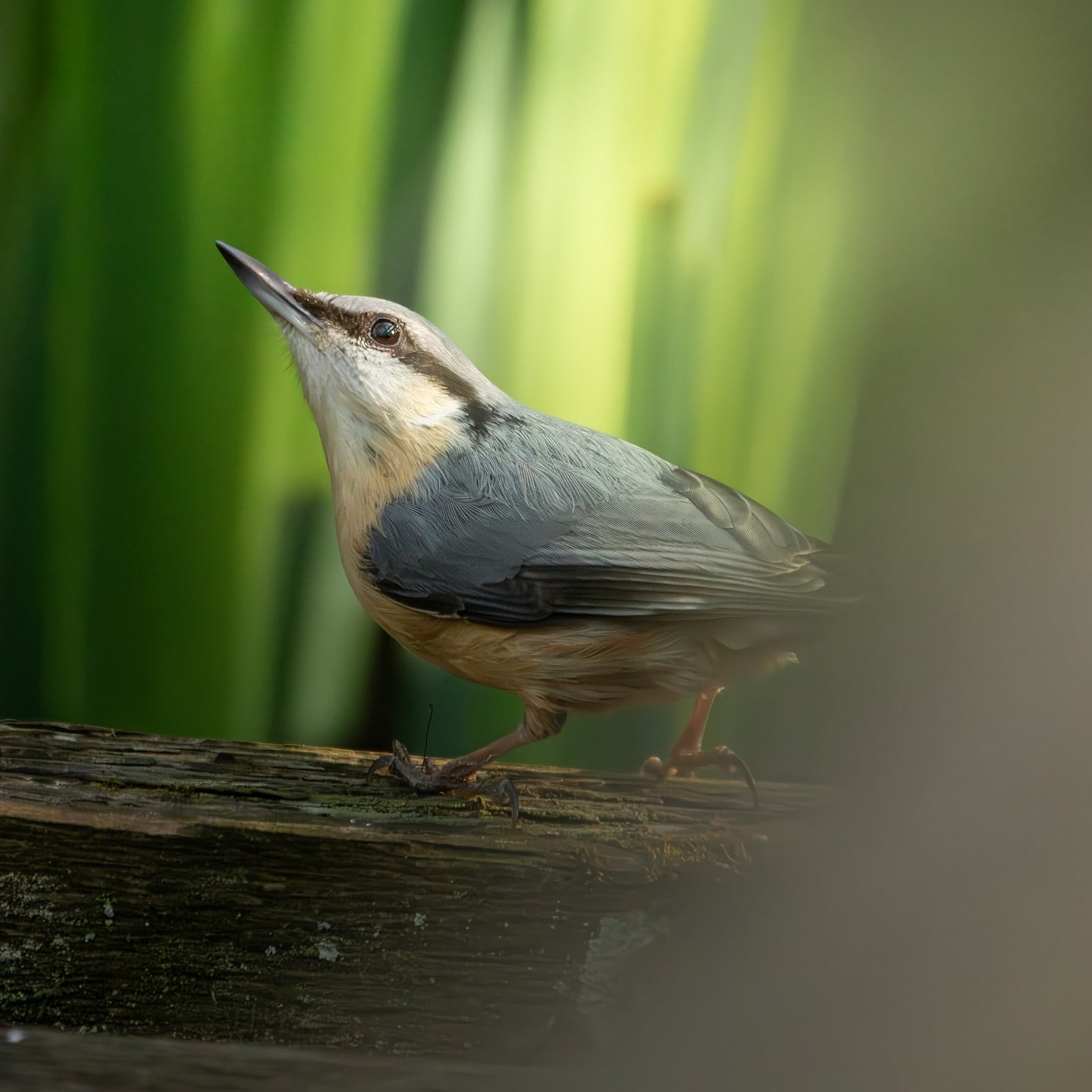 Cute Eurasian Nuthatch Bird