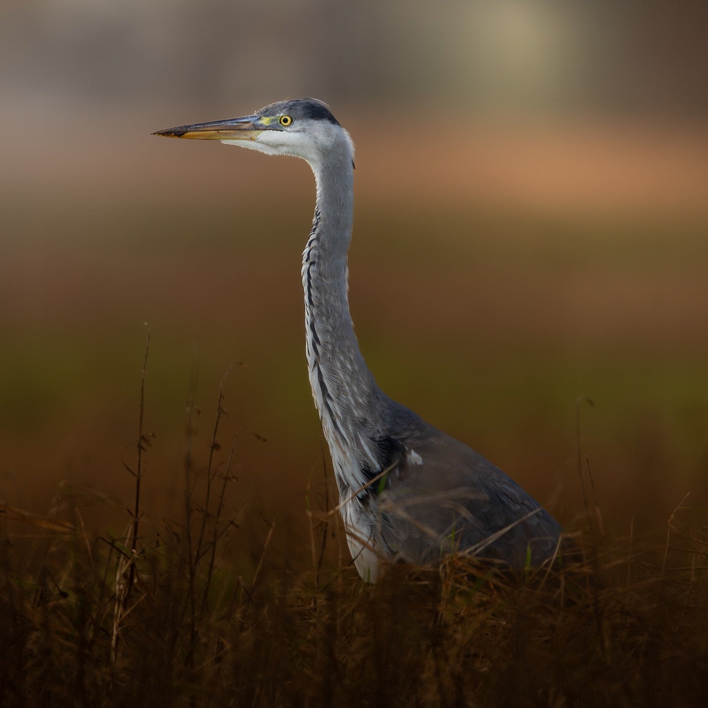 Cute Grey Heron Bird
