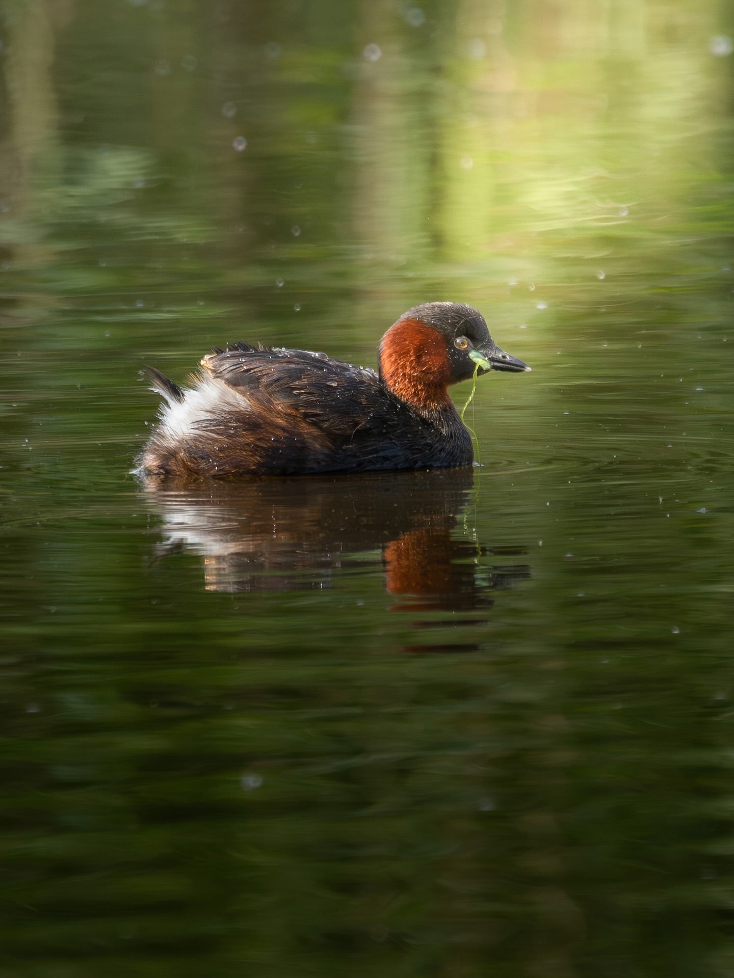 Cute Little Grebe Bird