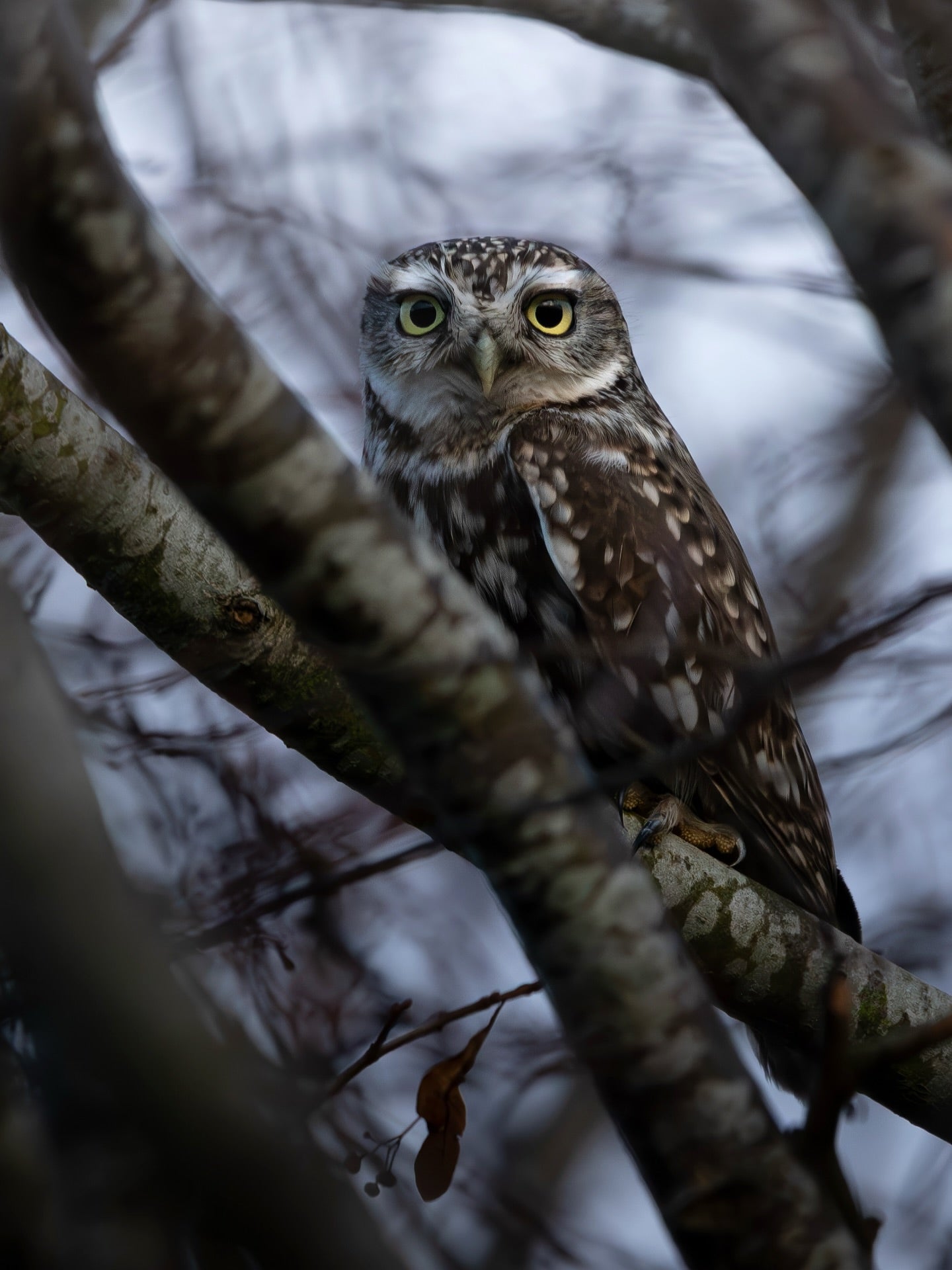 Cute Little Owl Bird