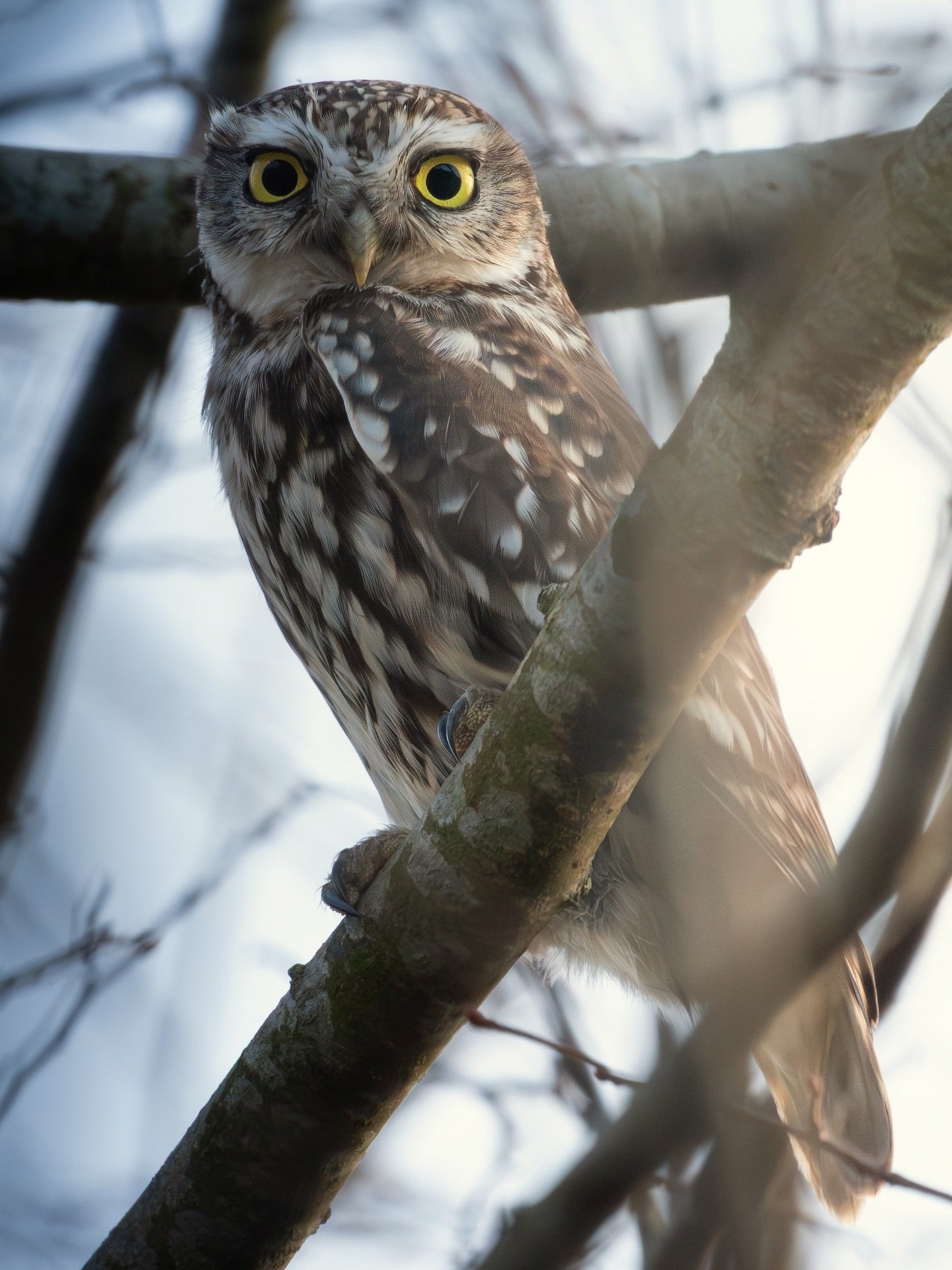 Cute Little Owl Bird