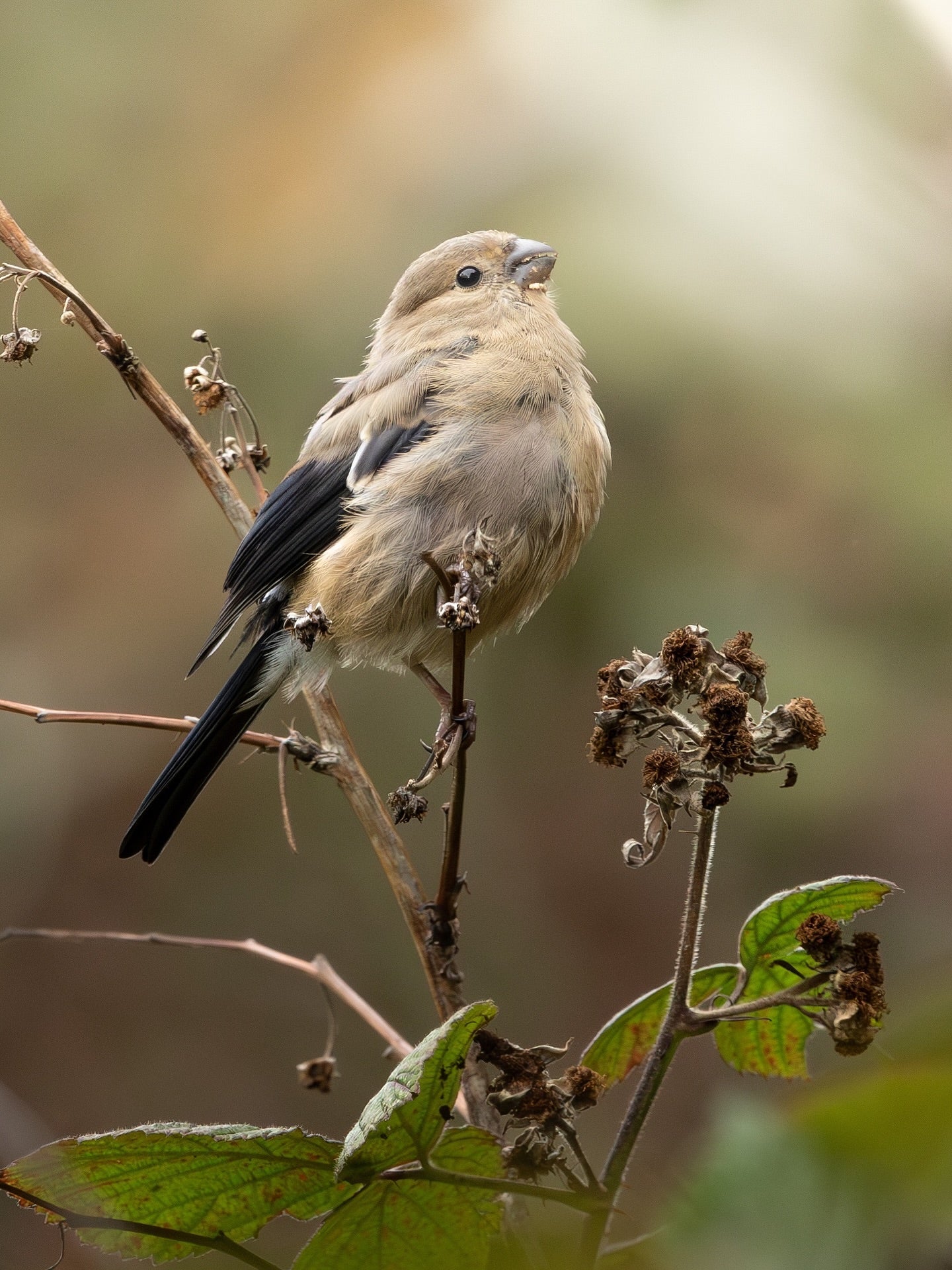 Cute Long-Tailed Tit Bird