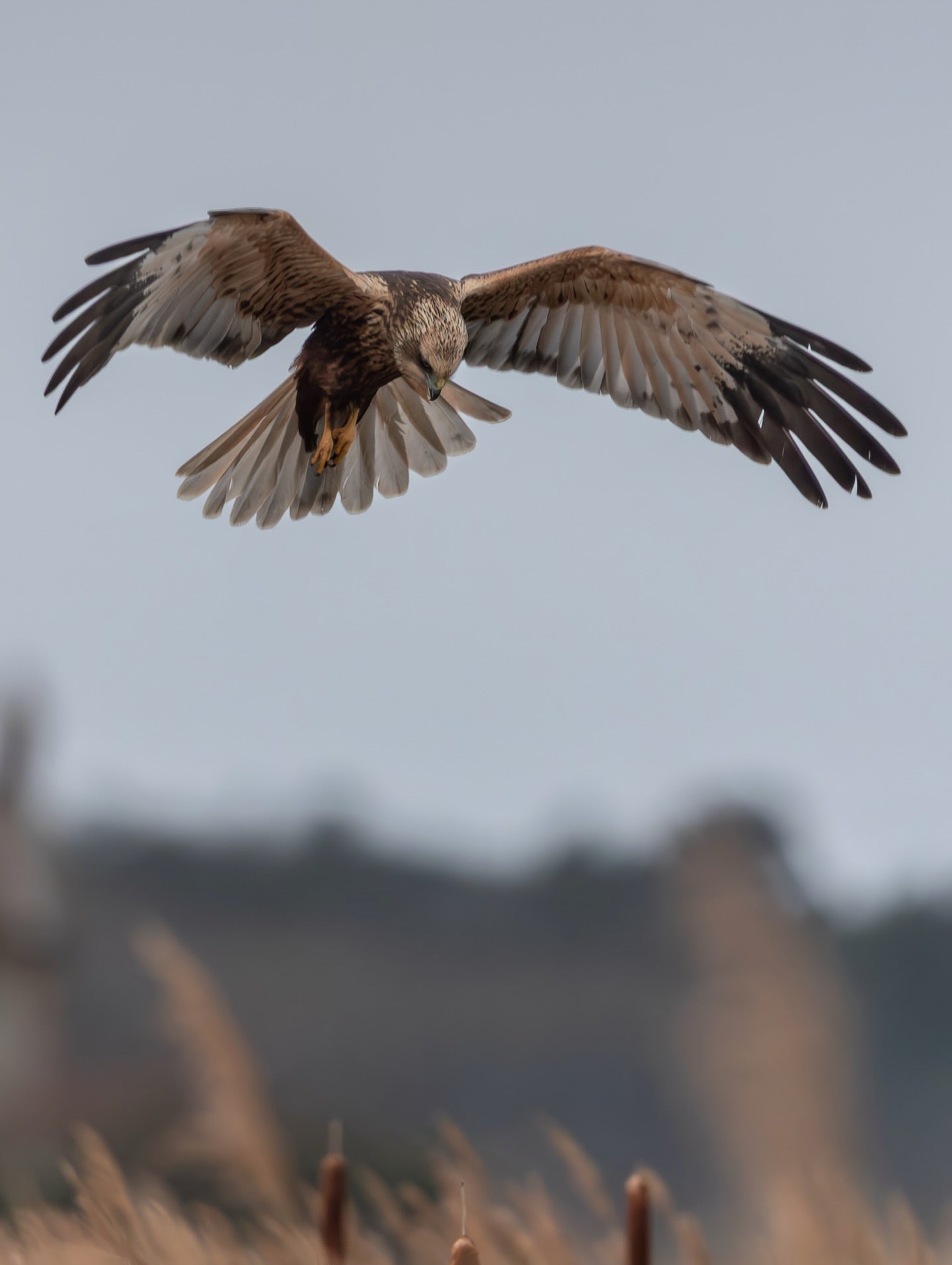 Cute Marsh Harrier Bird