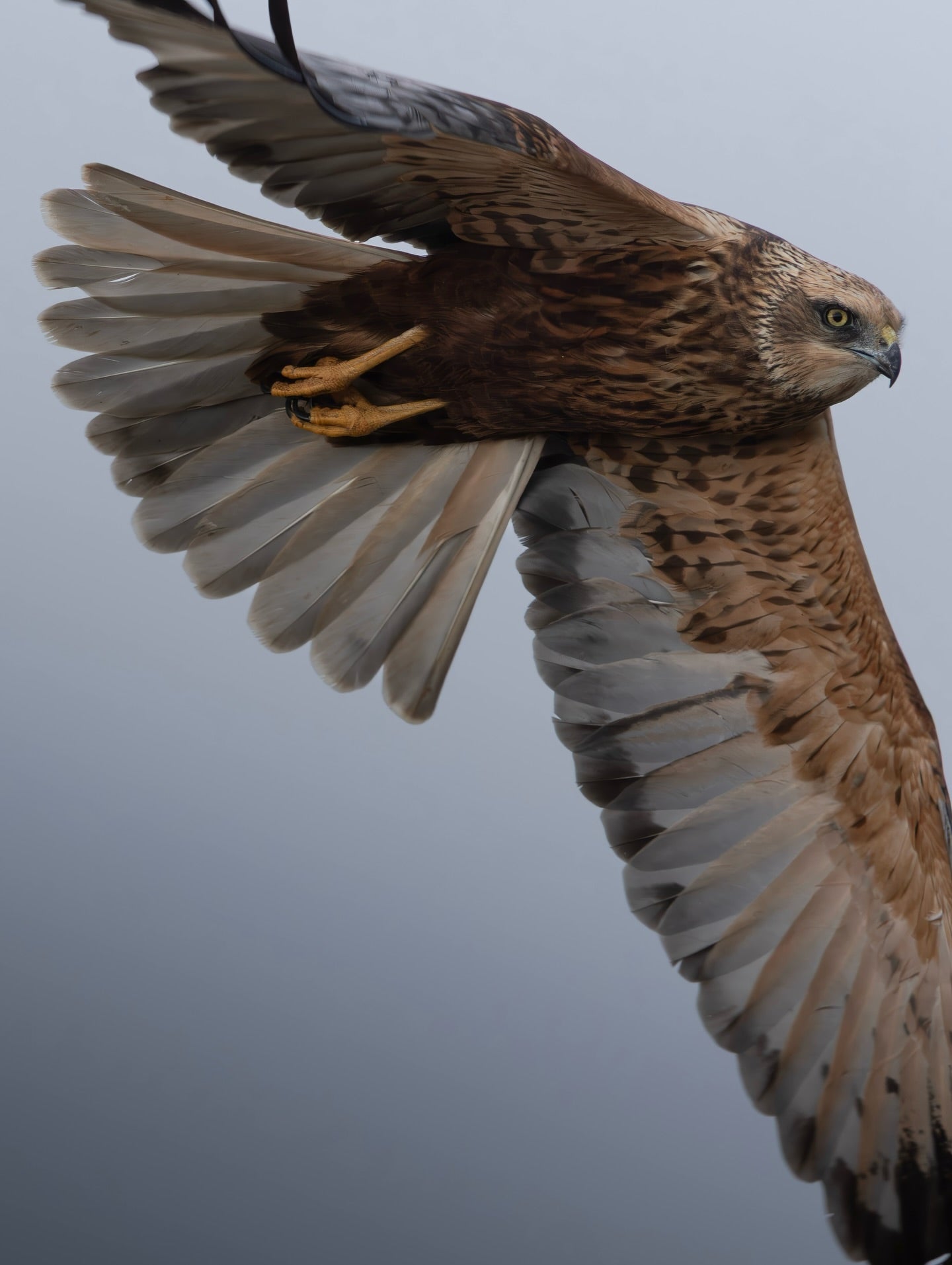 Cute Marsh Harrier Bird