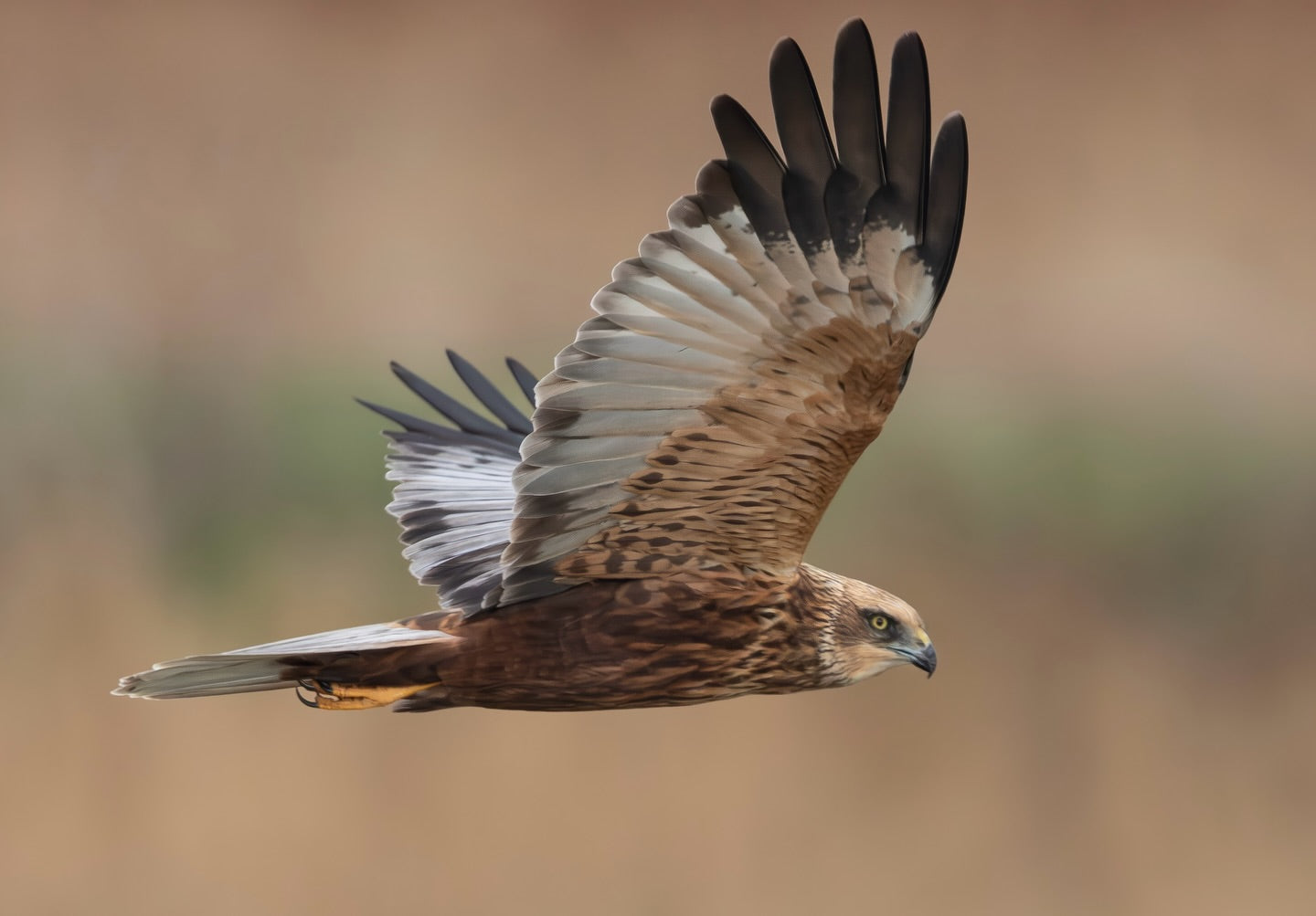 Cute Marsh Harrier Bird