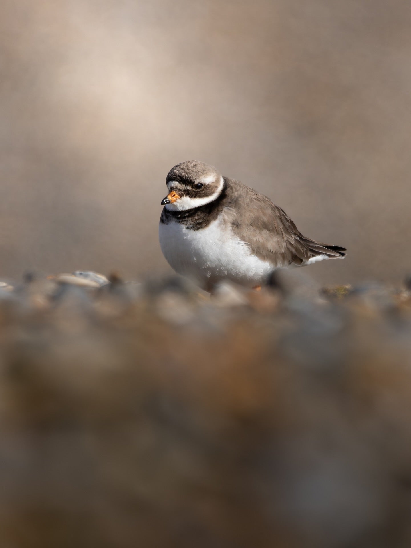 Cute Ringed Plover Bird