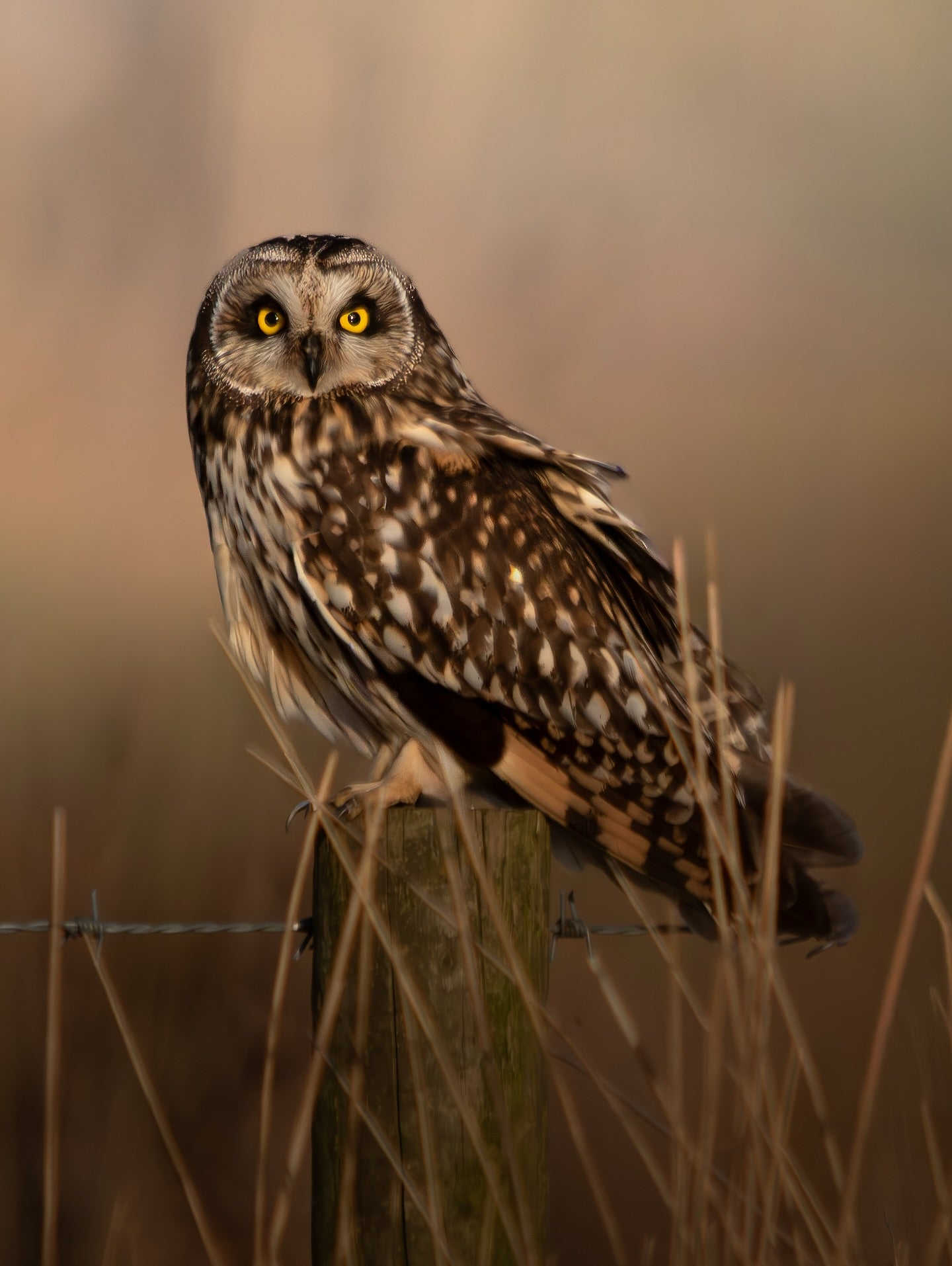 Cute Short-Eared Owl Bird