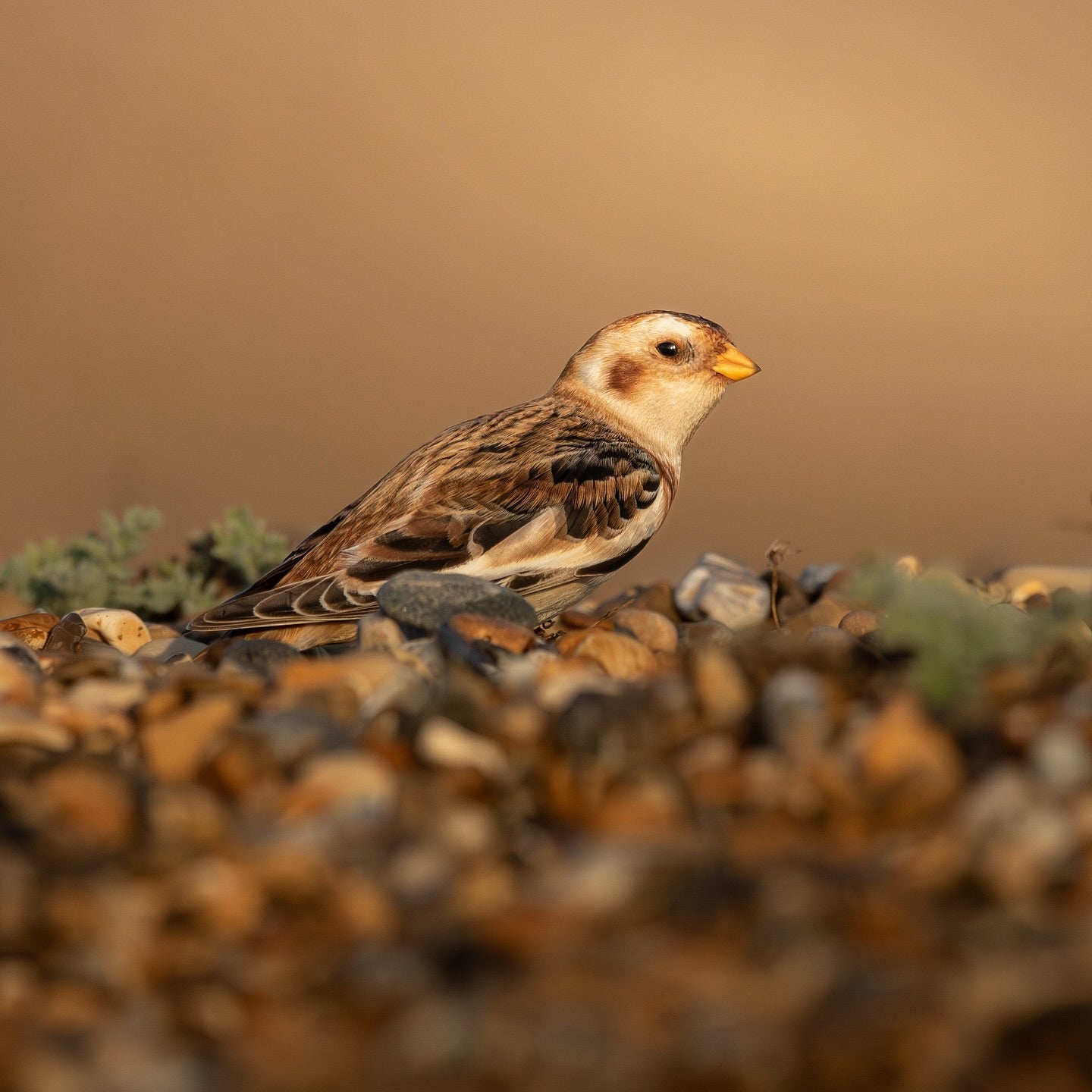 Cute Snow Bunting Bird