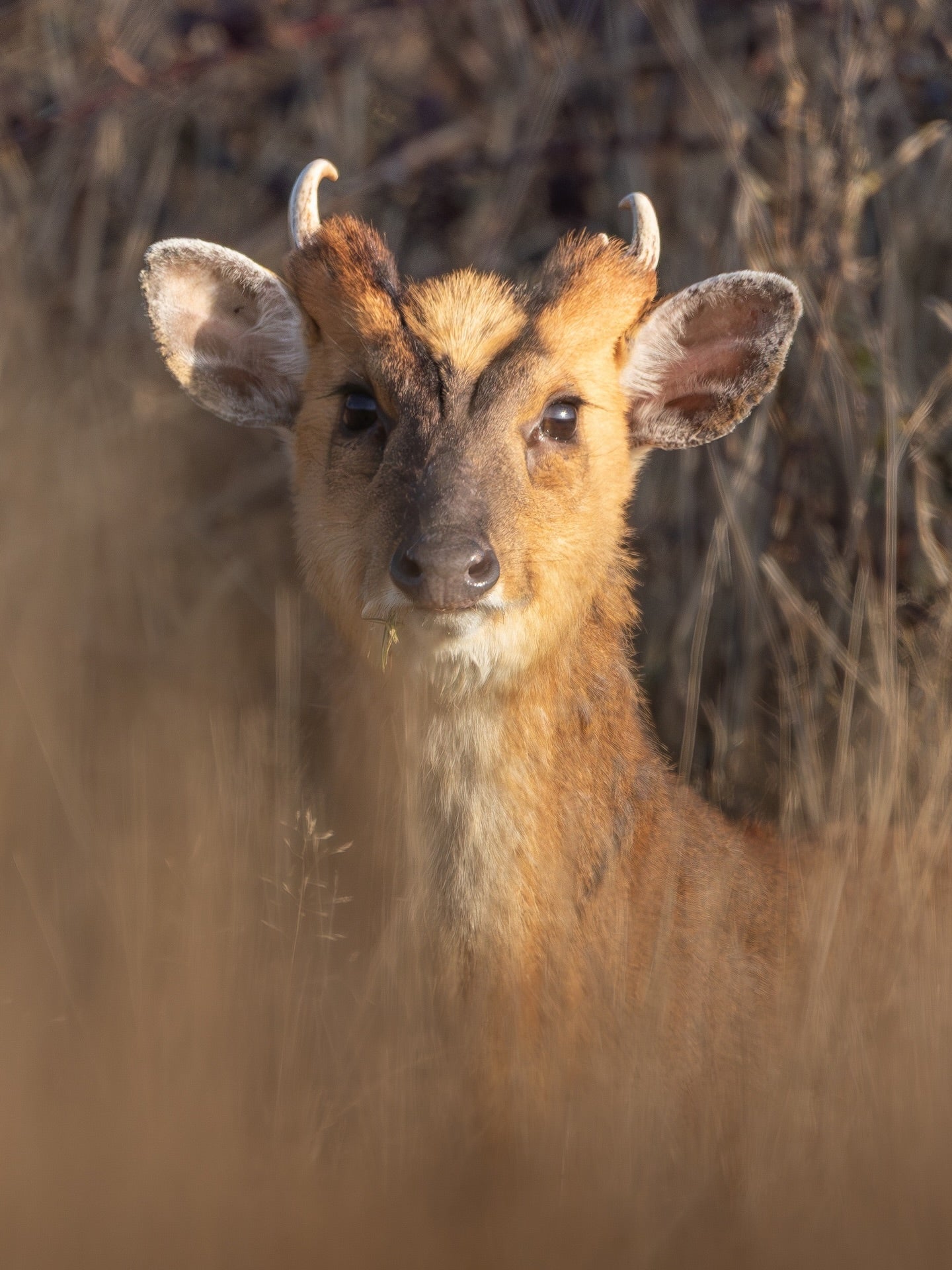Cute Young Deer Portrait