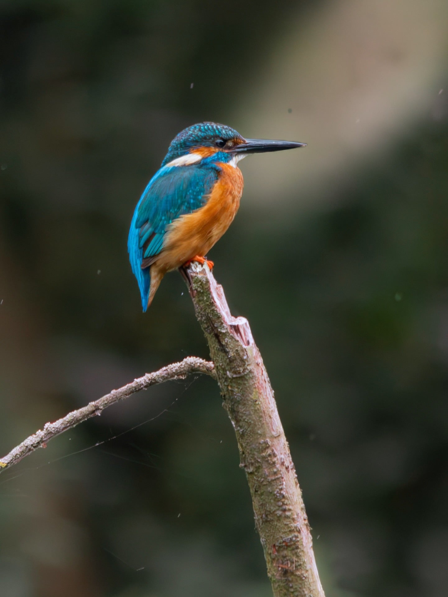 Kingfisher Bird