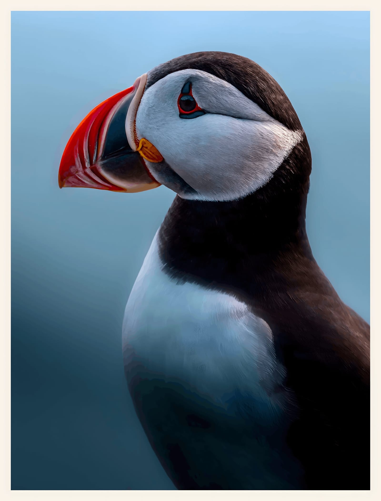 Atlantic Puffin Portrait