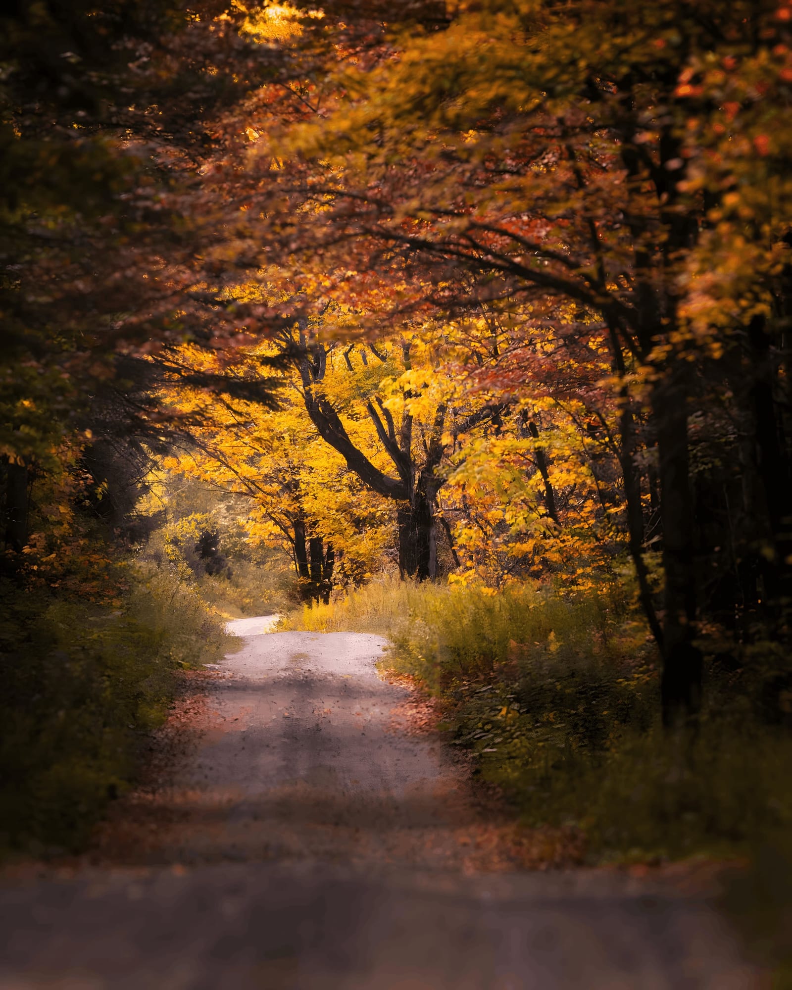 Where Autumn Colour Really Comes From