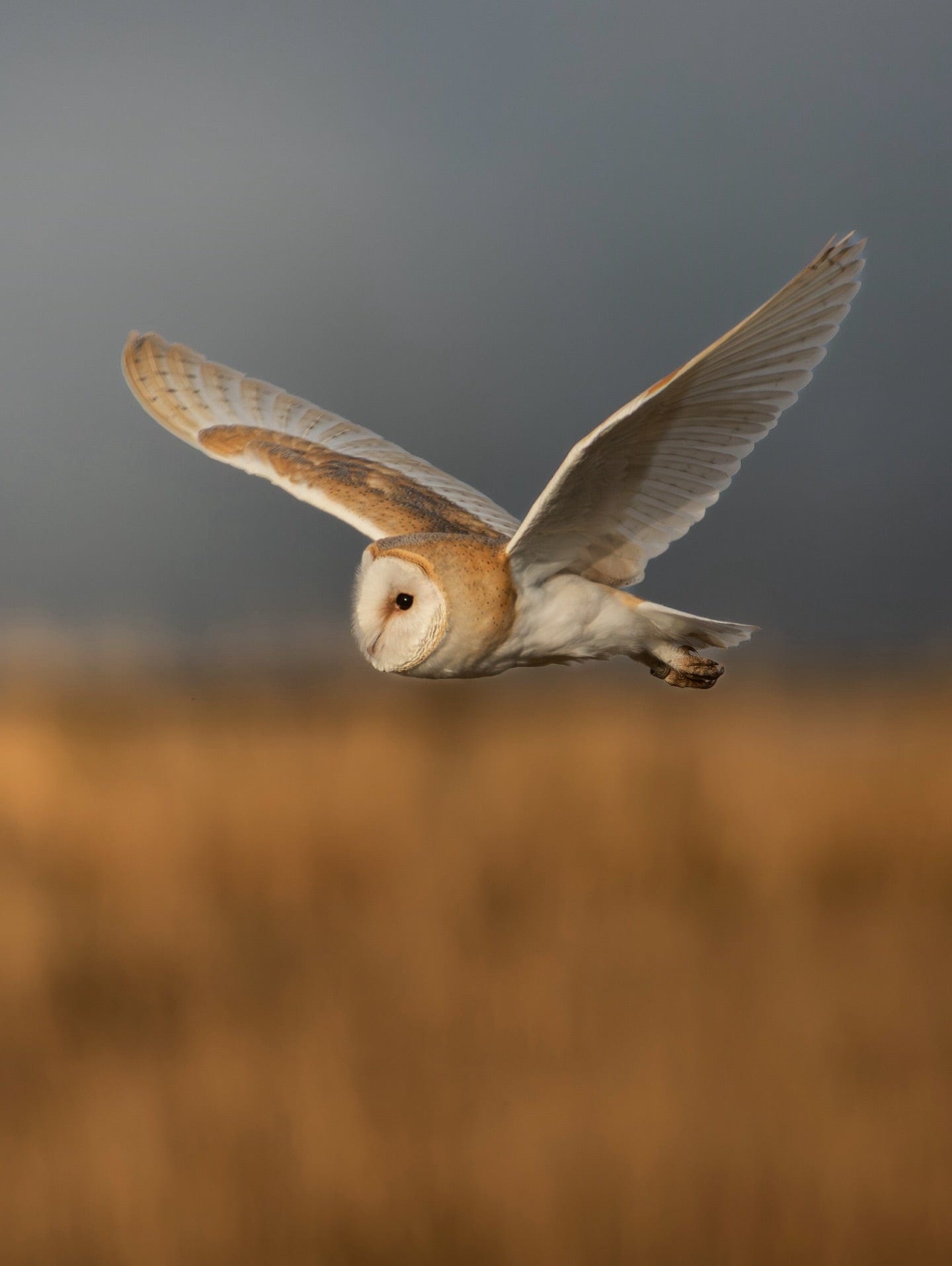 Barn Owl in Flight