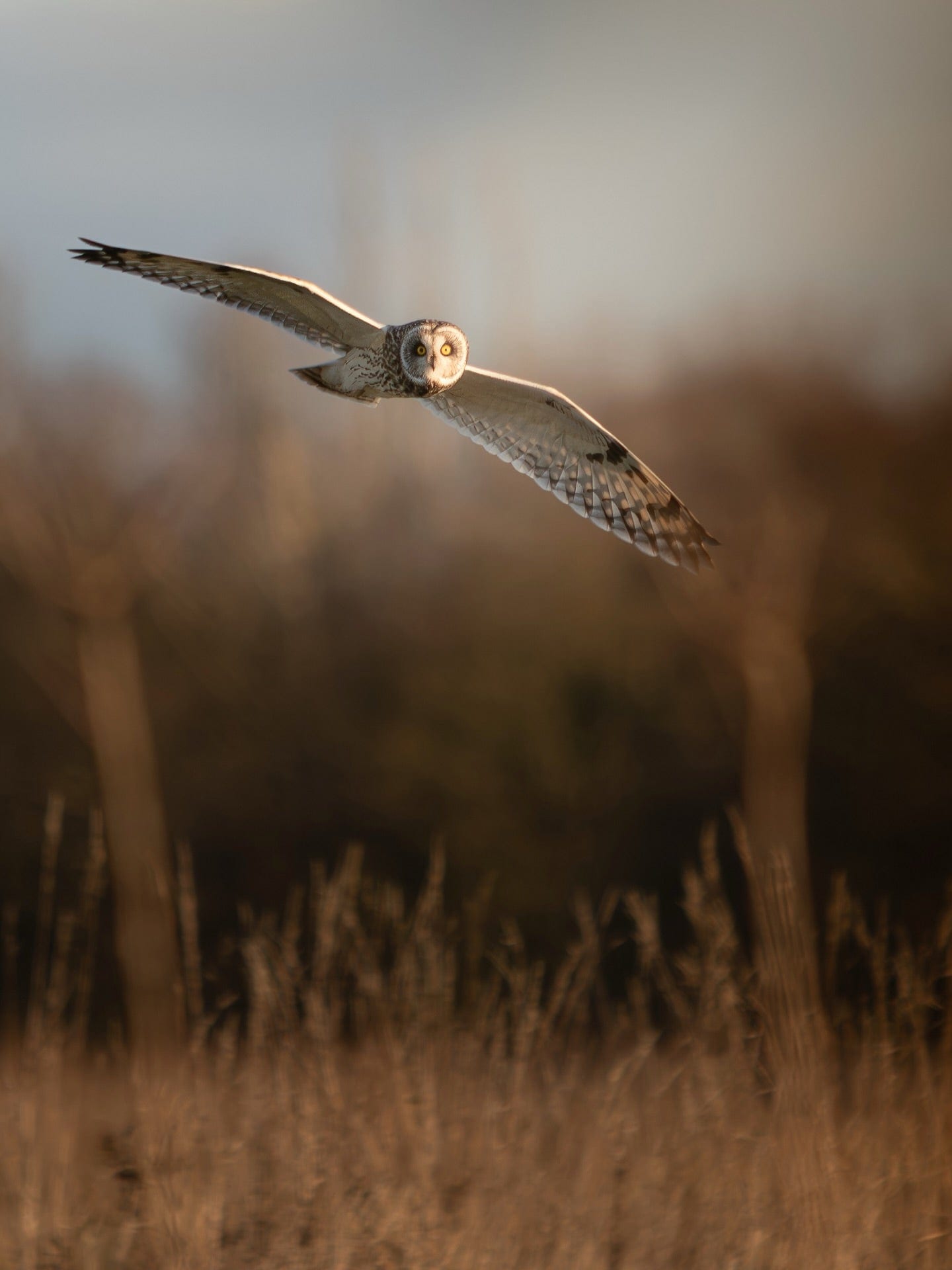 Beautiful Short-Eared Owl in Flight