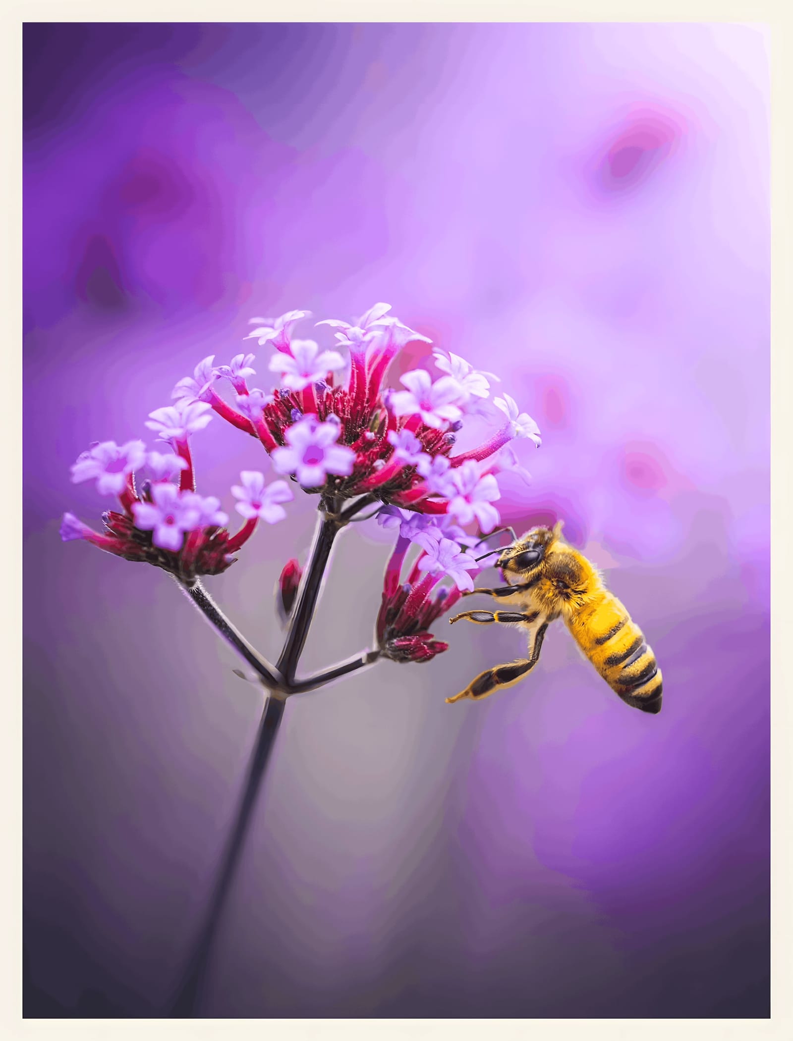 Bee on Verbena Blossom