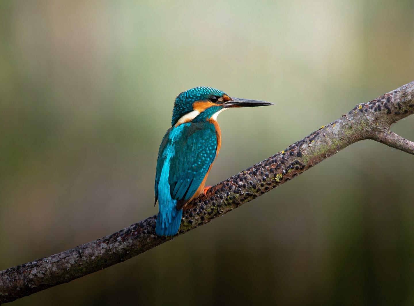 Common Kingfisher