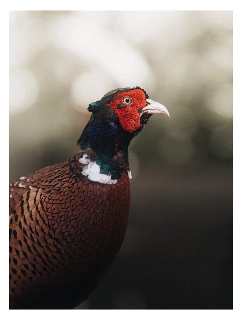 Common Pheasant